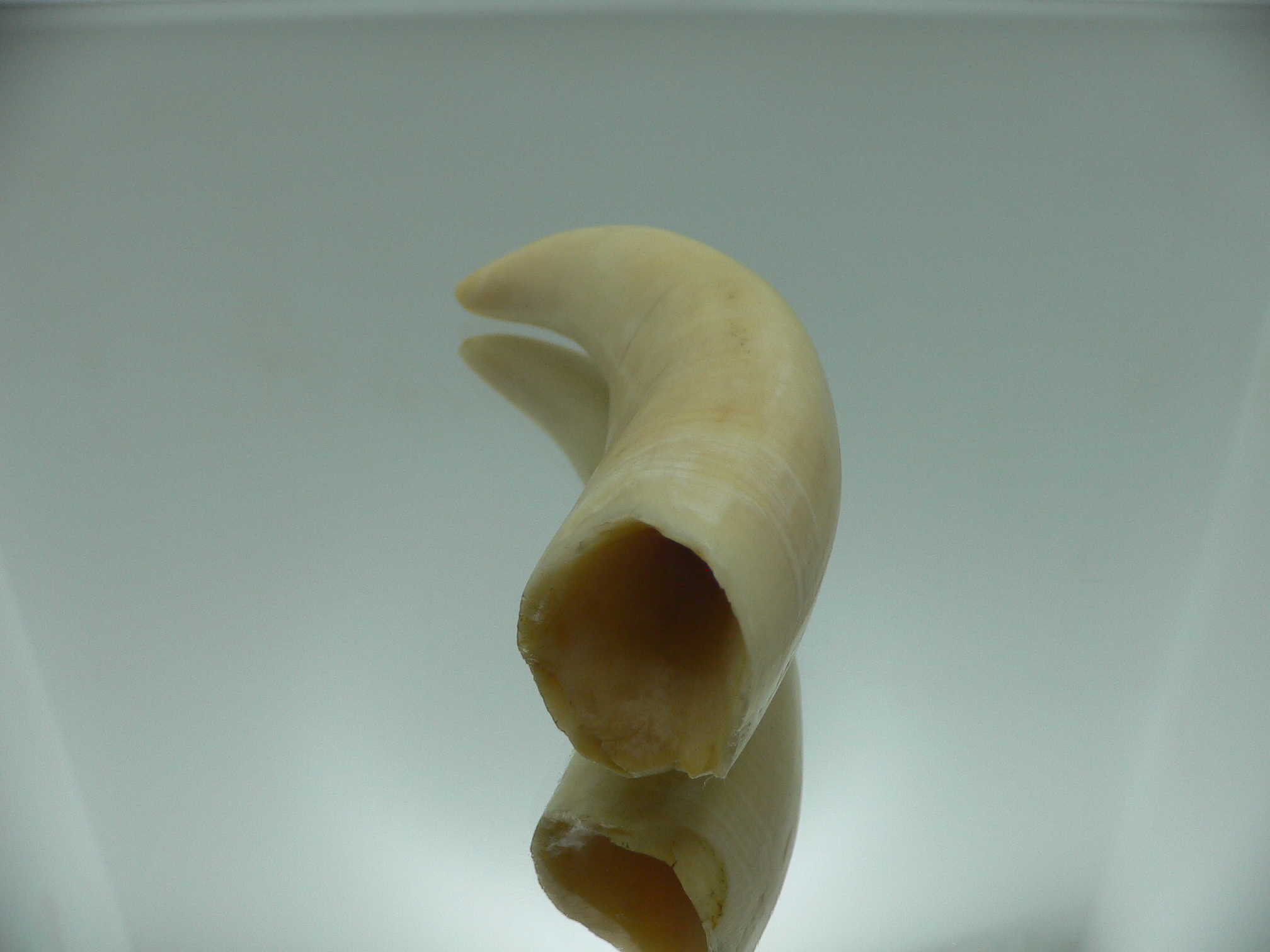 Physeter macrocephalus (60 grams)