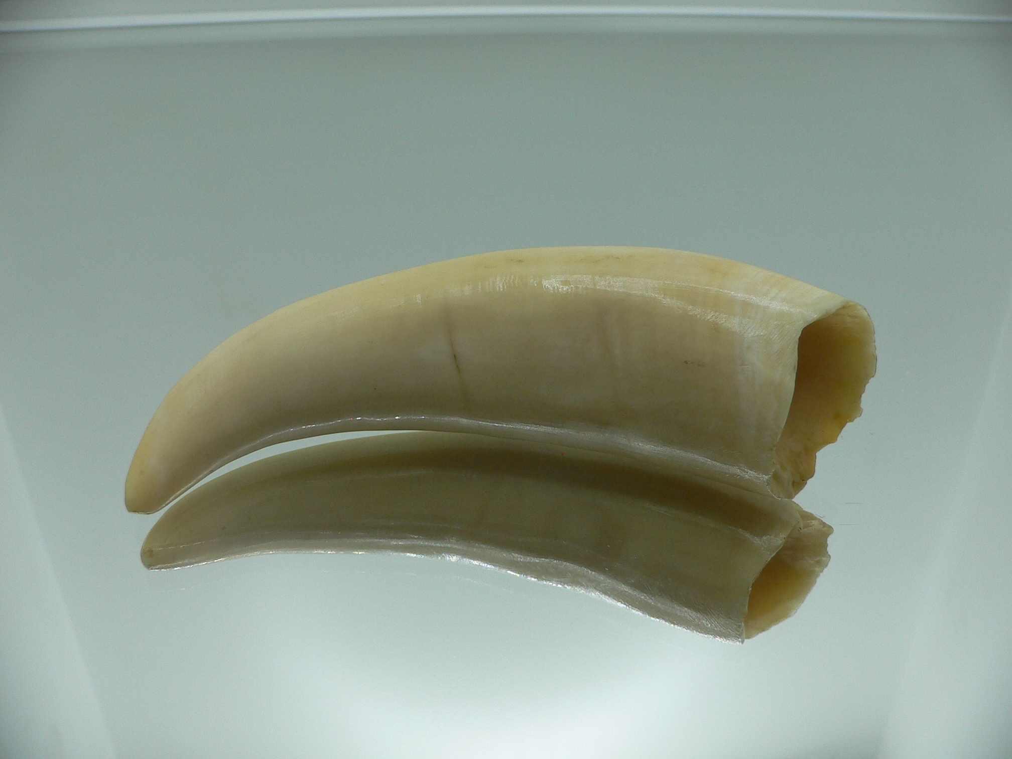 Physeter macrocephalus (60 grams)