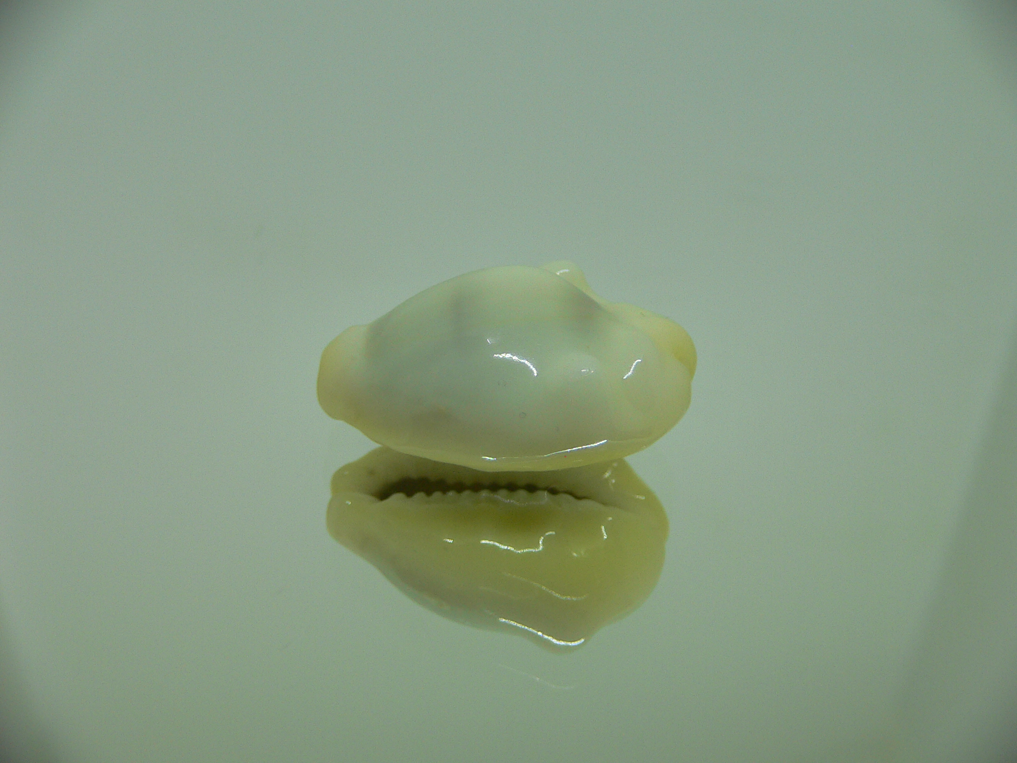 Cypraea moneta tuberculosa (var.)12