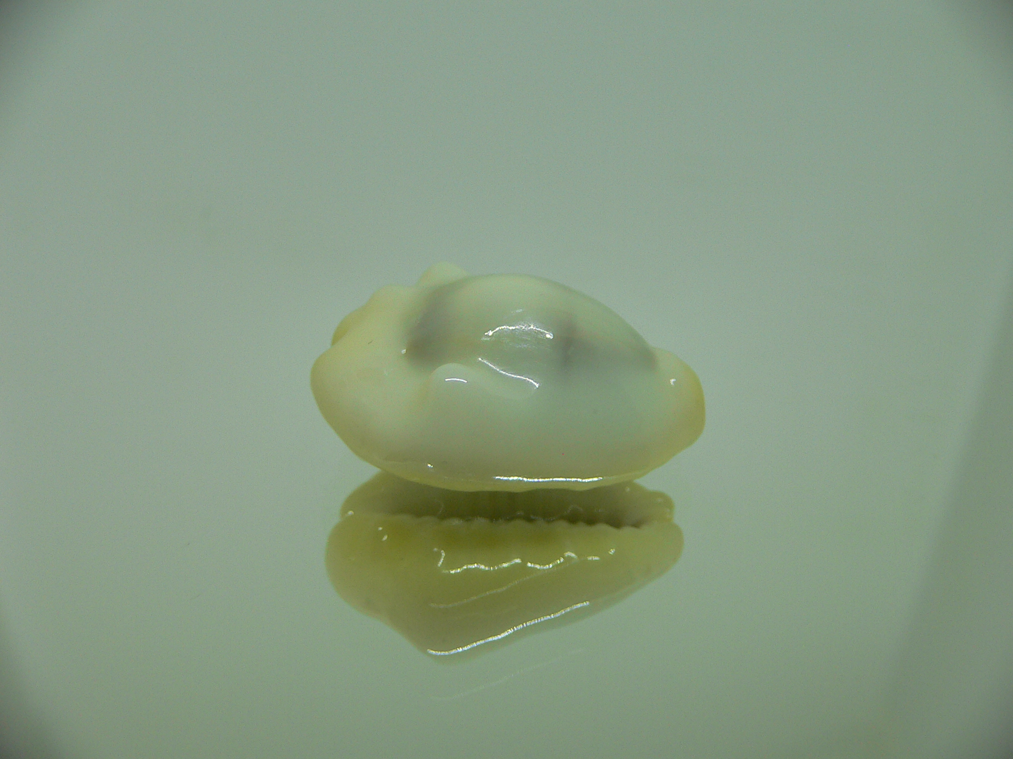 Cypraea moneta tuberculosa (var.)12