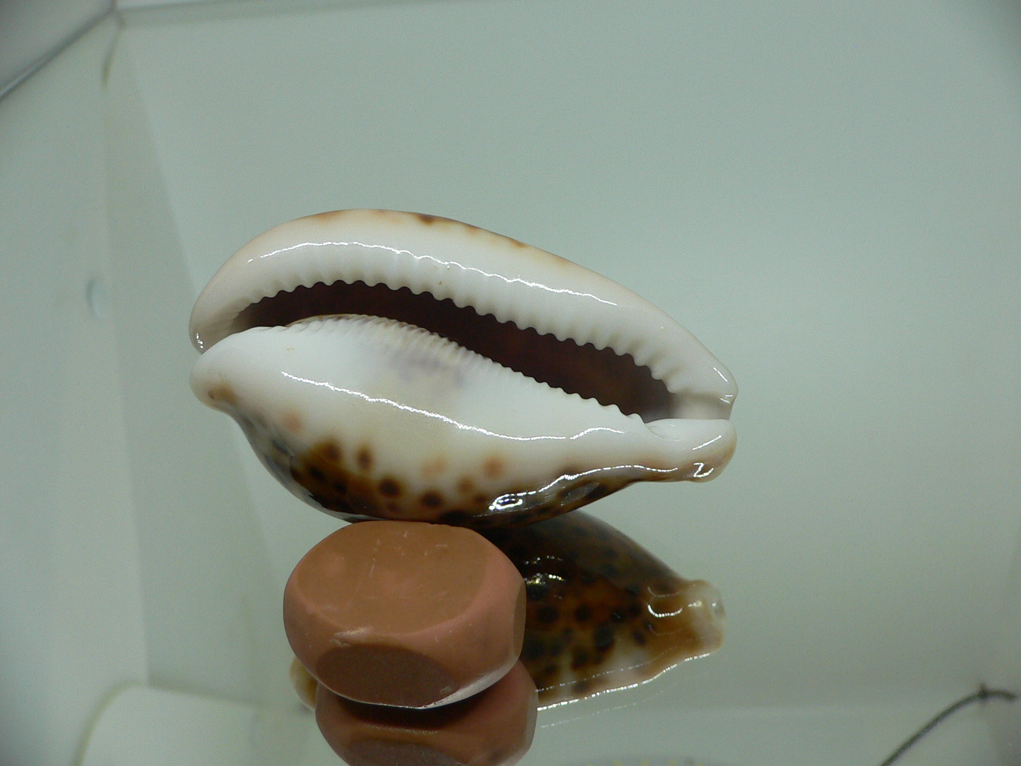 Cypraea pantherina funebralis (var.) RUSTY & DARK