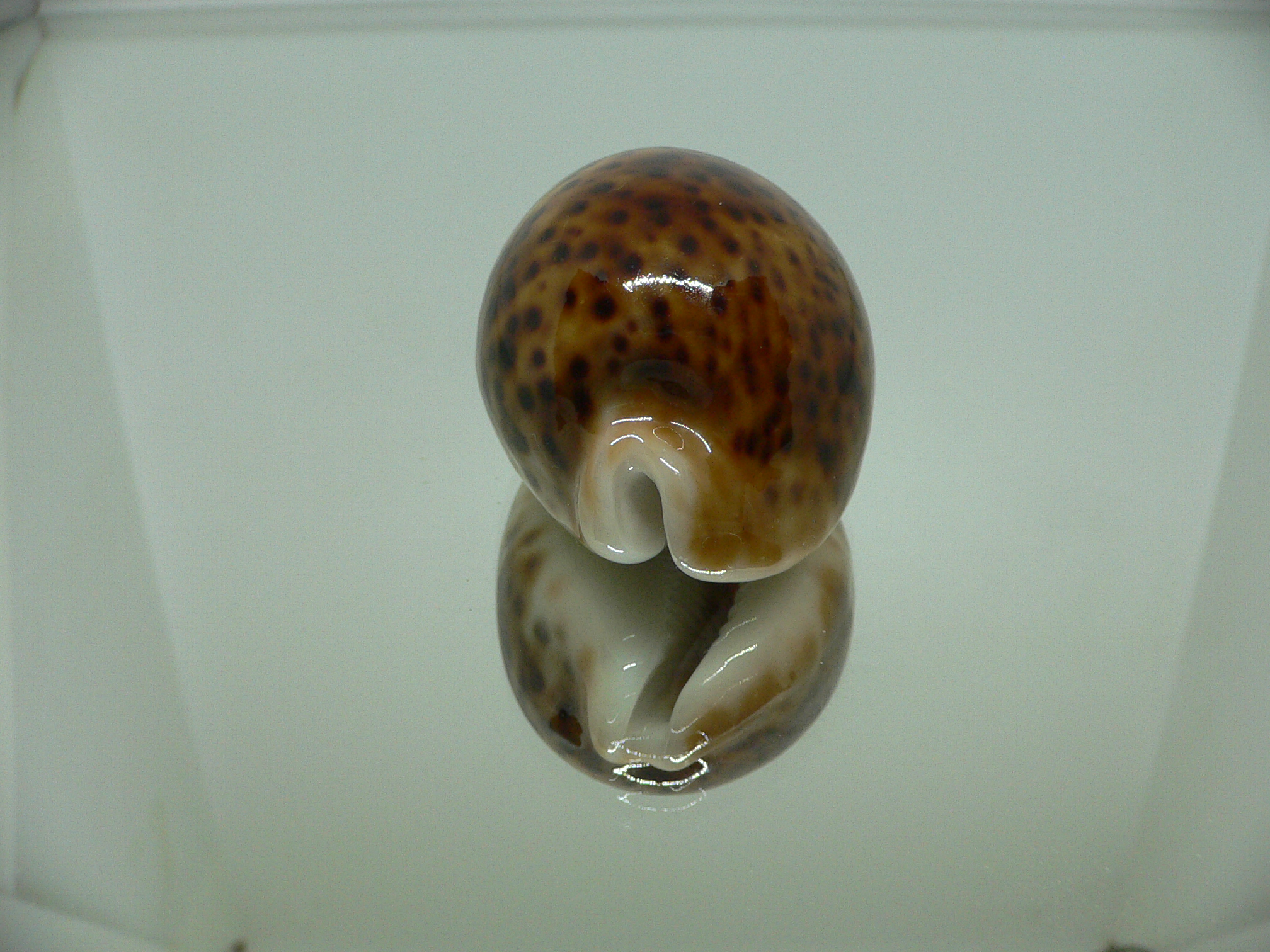 Cypraea pantherina funebralis (var.) RUSTY & DARK