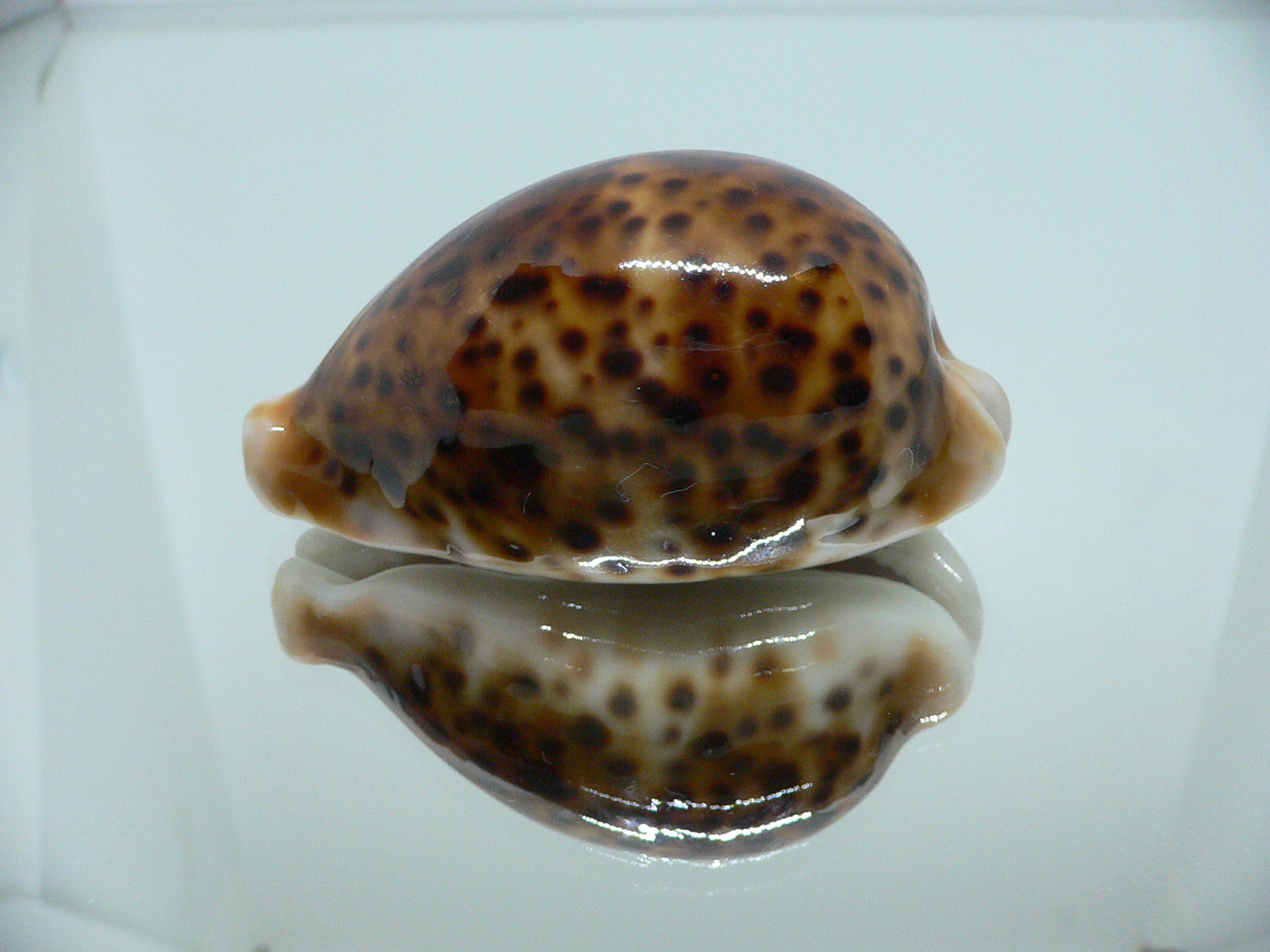 Cypraea pantherina funebralis (var.) RUSTY & DARK