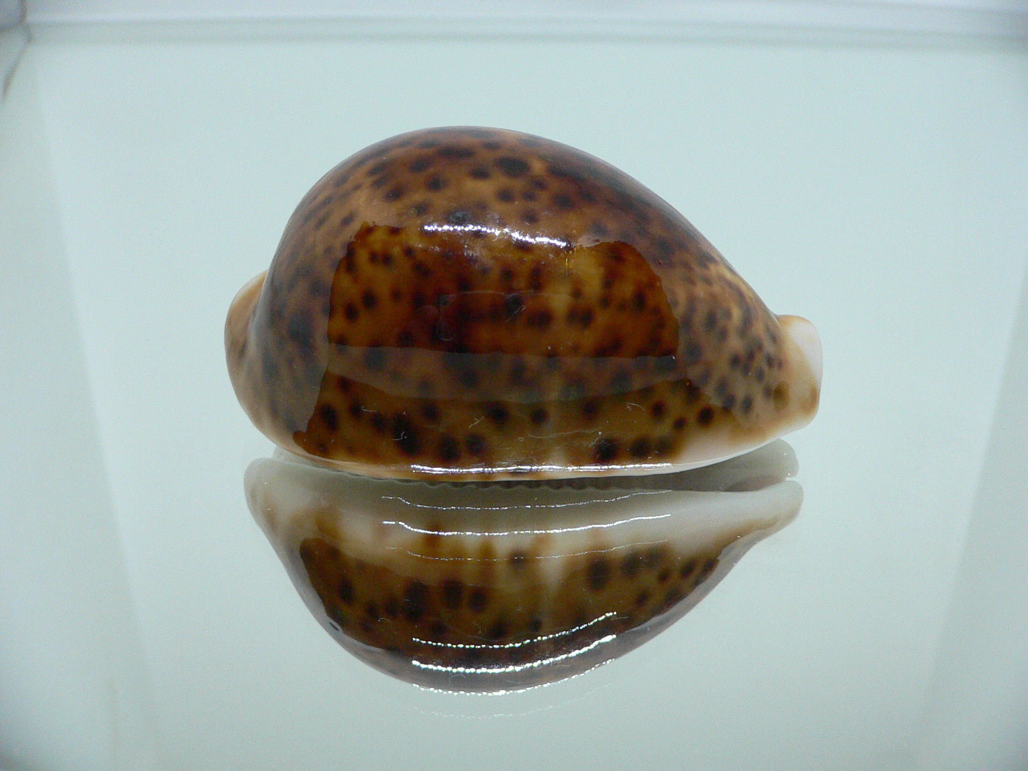 Cypraea pantherina funebralis (var.) RUSTY & DARK