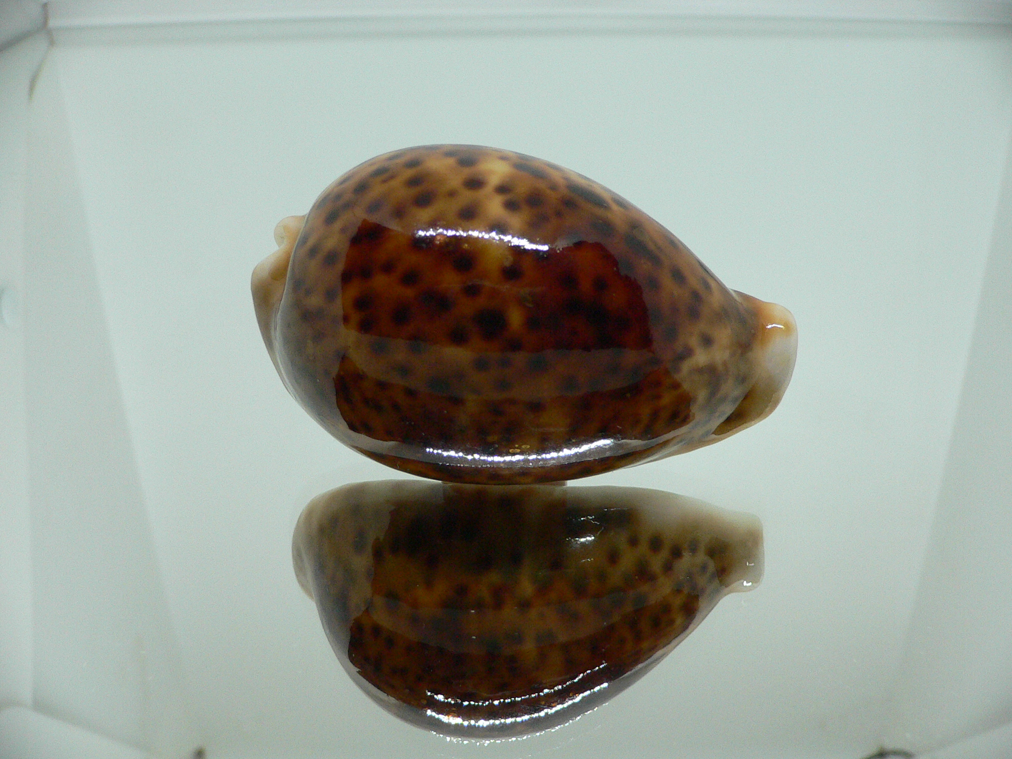 Cypraea pantherina funebralis (var.) RUSTY & DARK