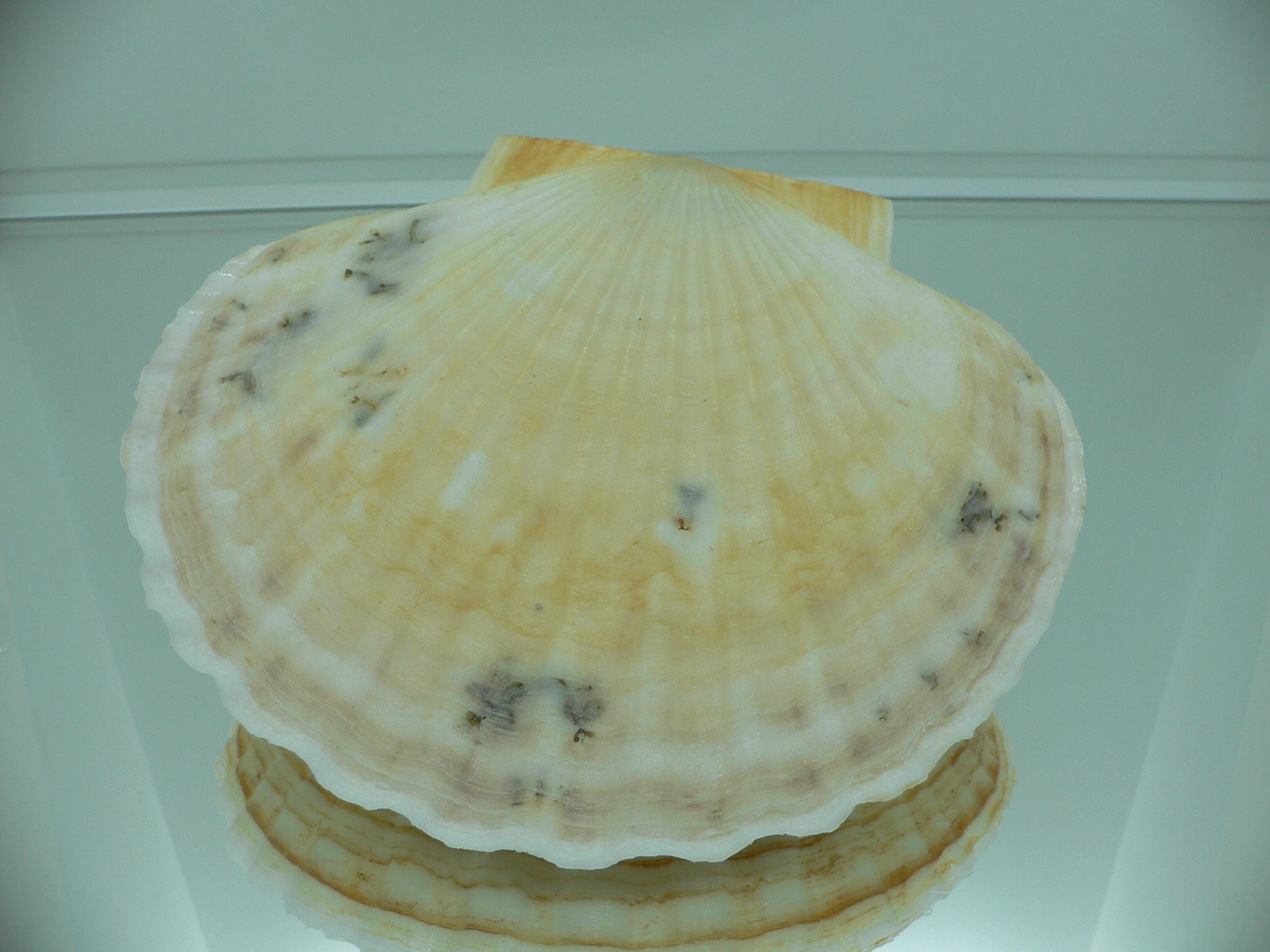 Patinopecten yessoensis RARE COLOR