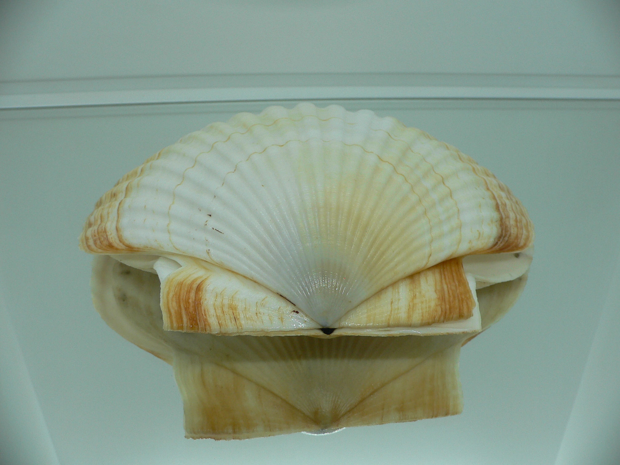 Patinopecten yessoensis RARE COLOR