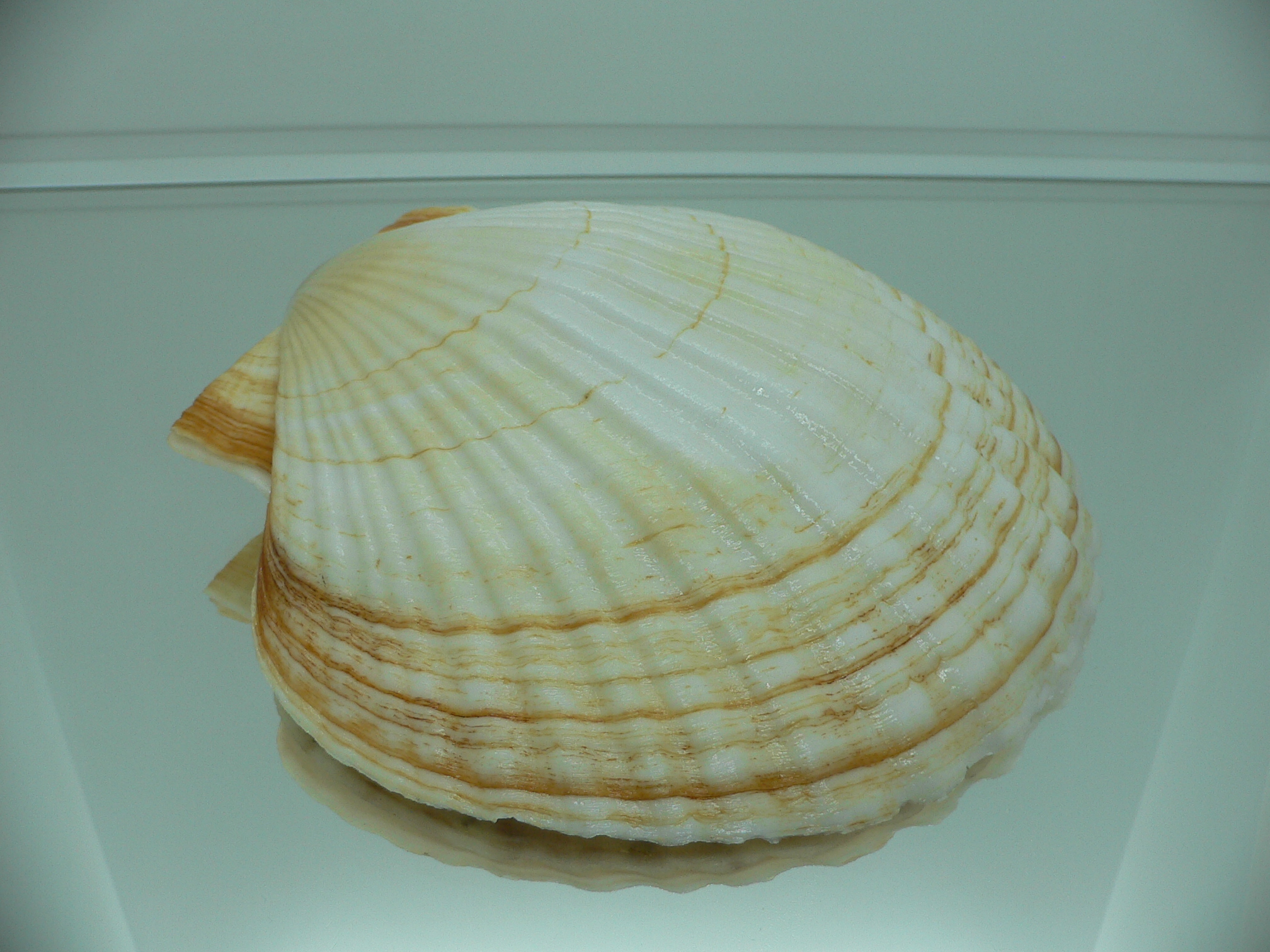 Patinopecten yessoensis RARE COLOR