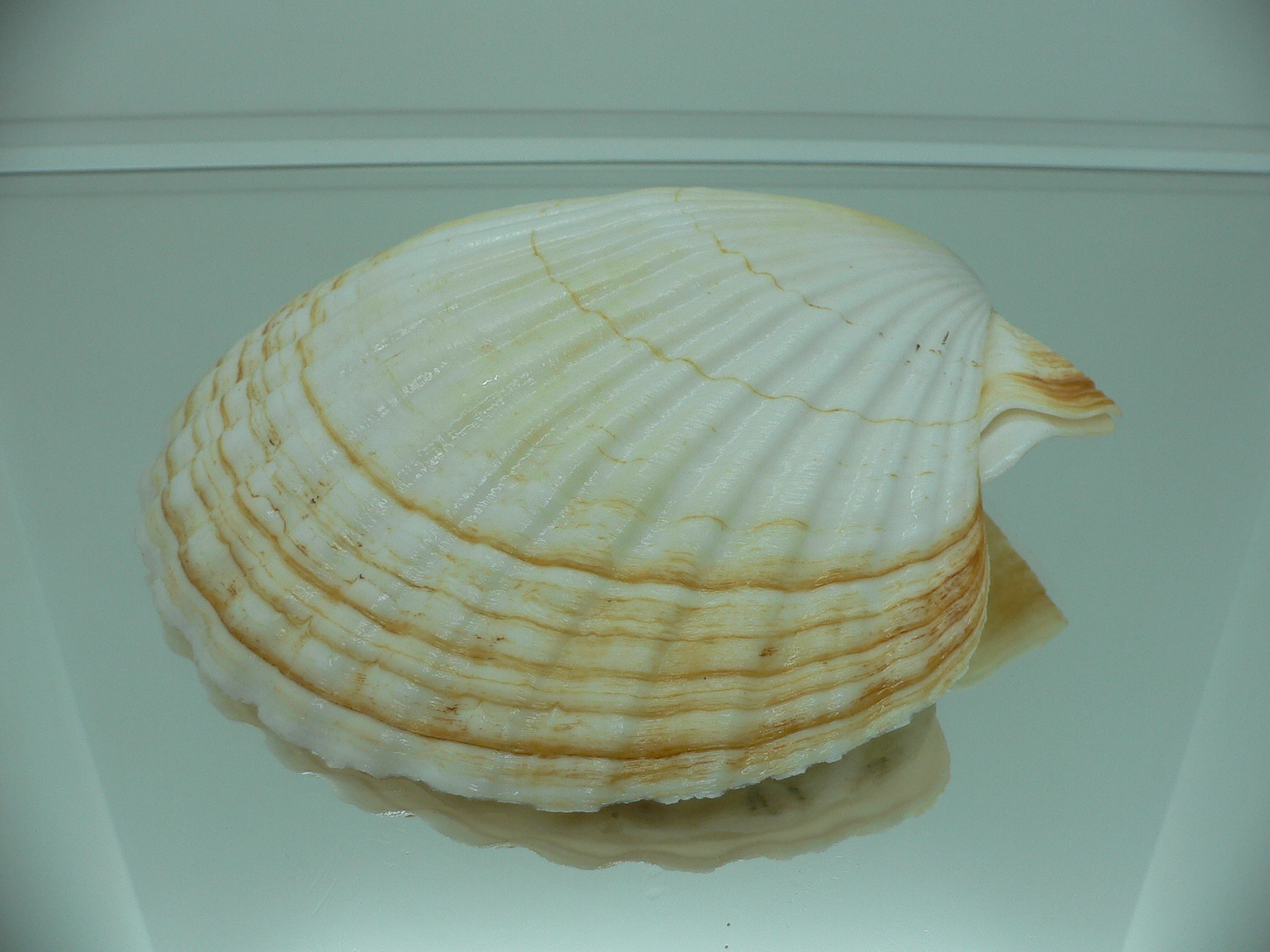 Patinopecten yessoensis RARE COLOR