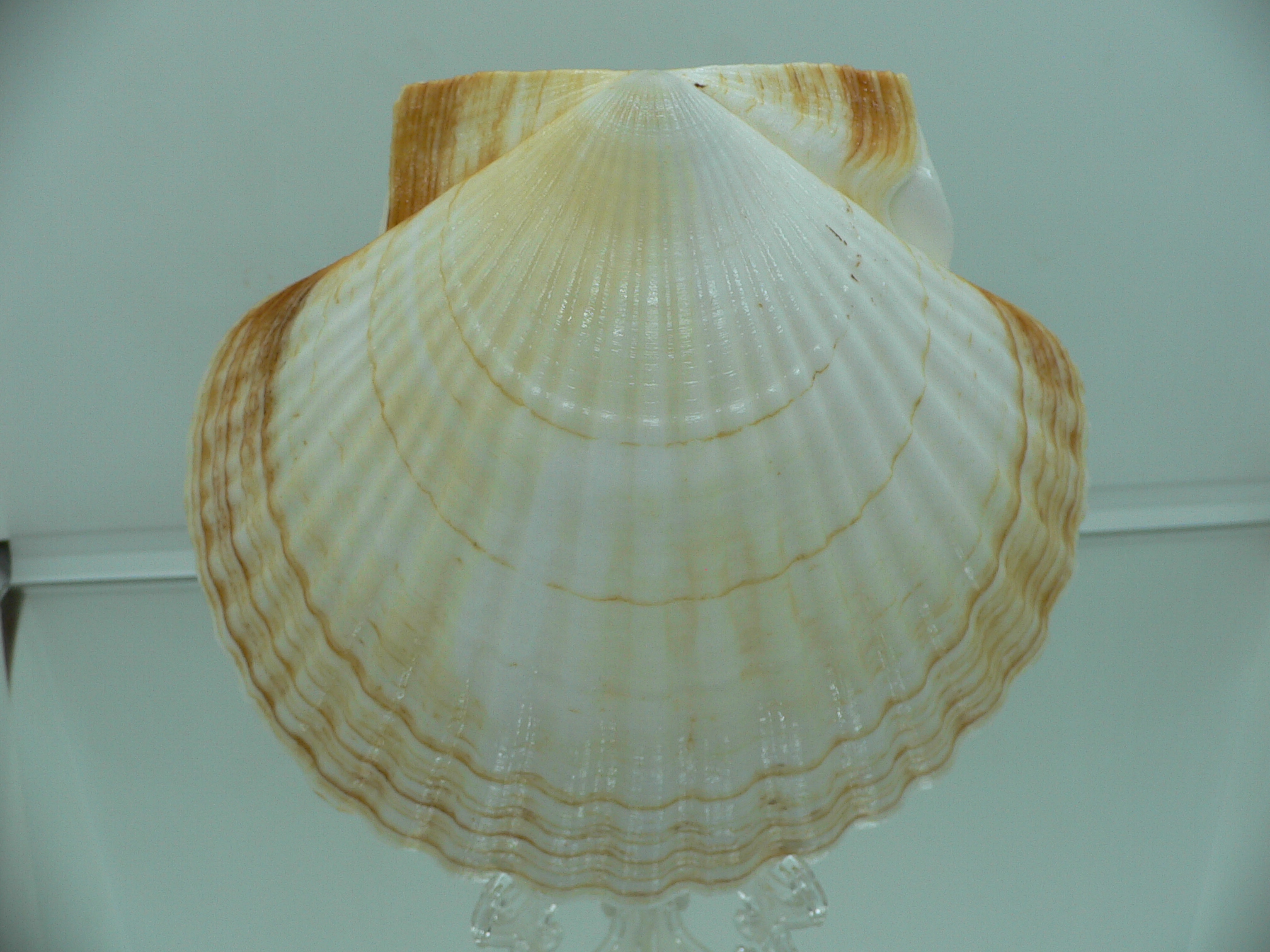 Patinopecten yessoensis RARE COLOR