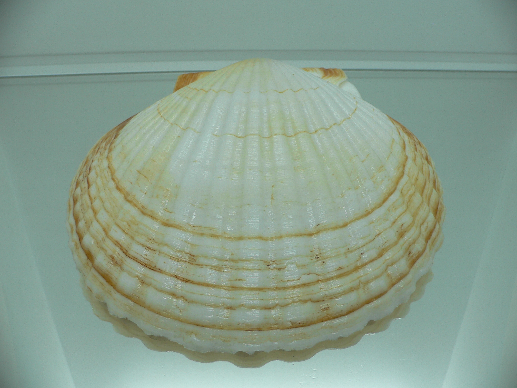 Patinopecten yessoensis RARE COLOR