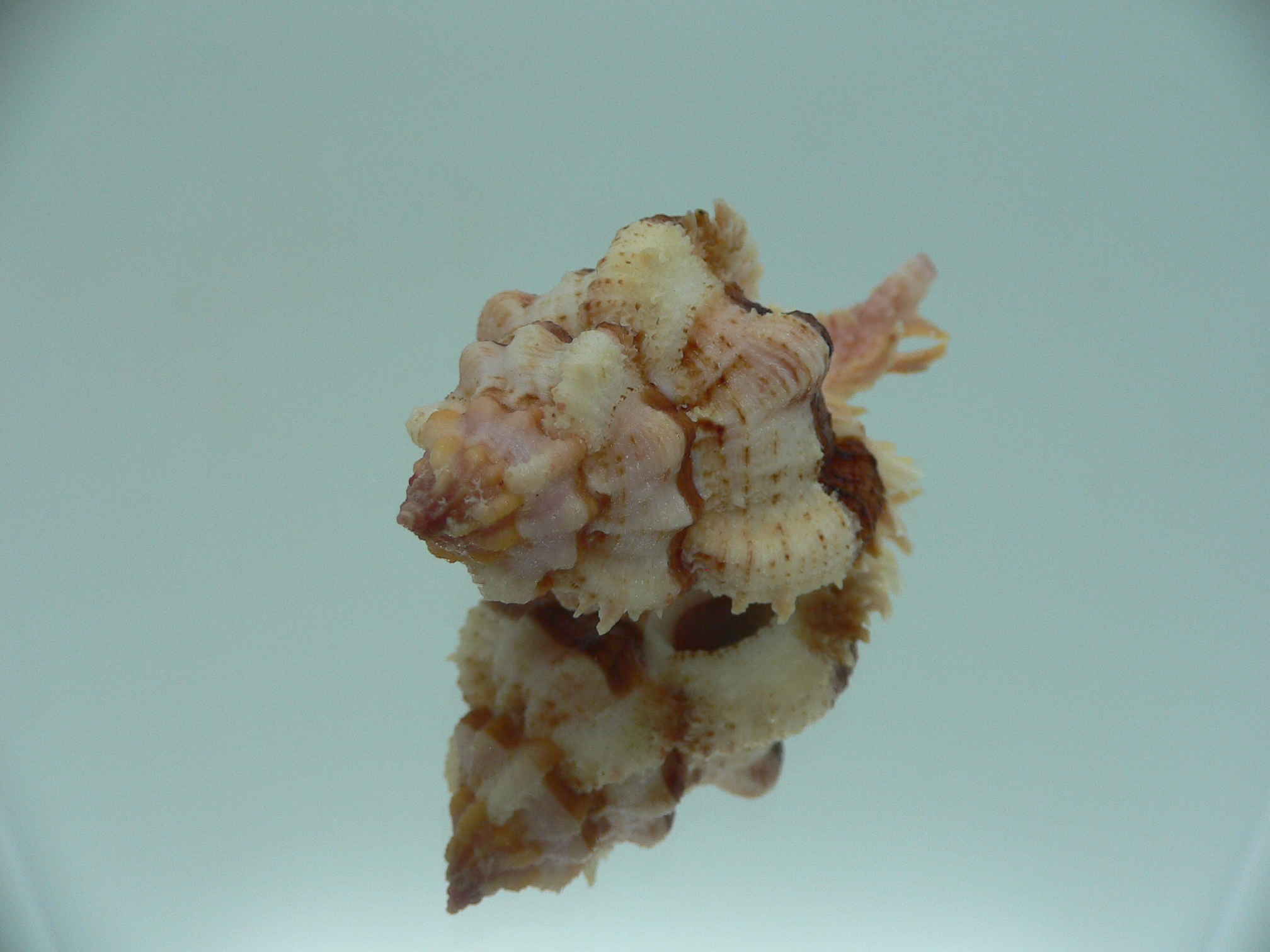 Chicomurex gloriosus BIG & BROWN STRIPEDS
