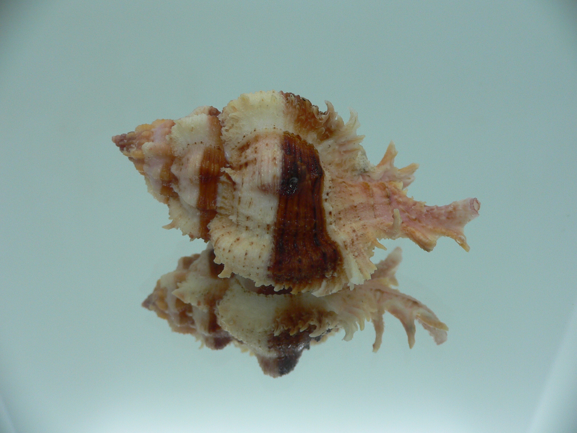 Chicomurex gloriosus BIG & BROWN STRIPEDS