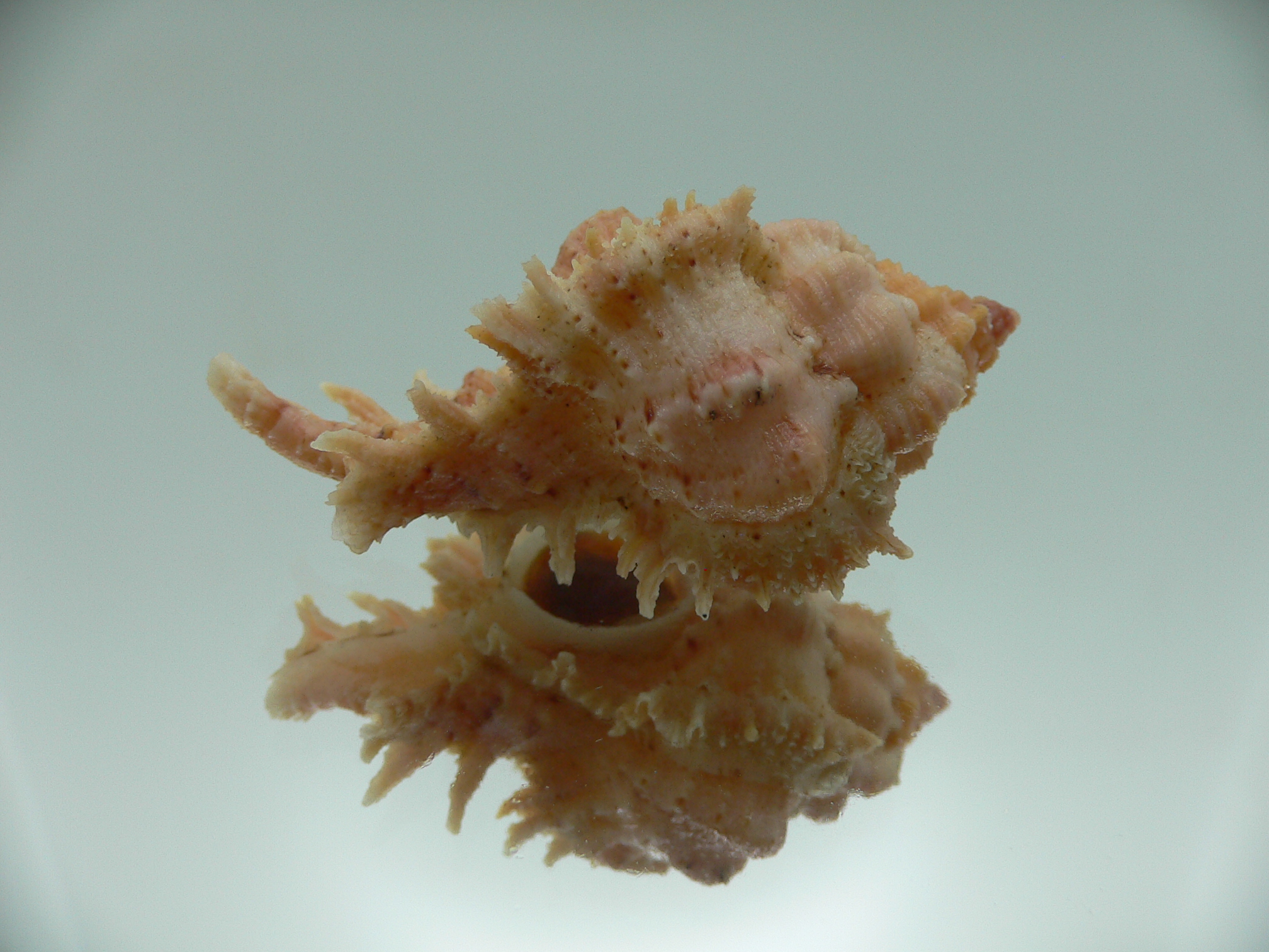 Chicomurex gloriosus BIG