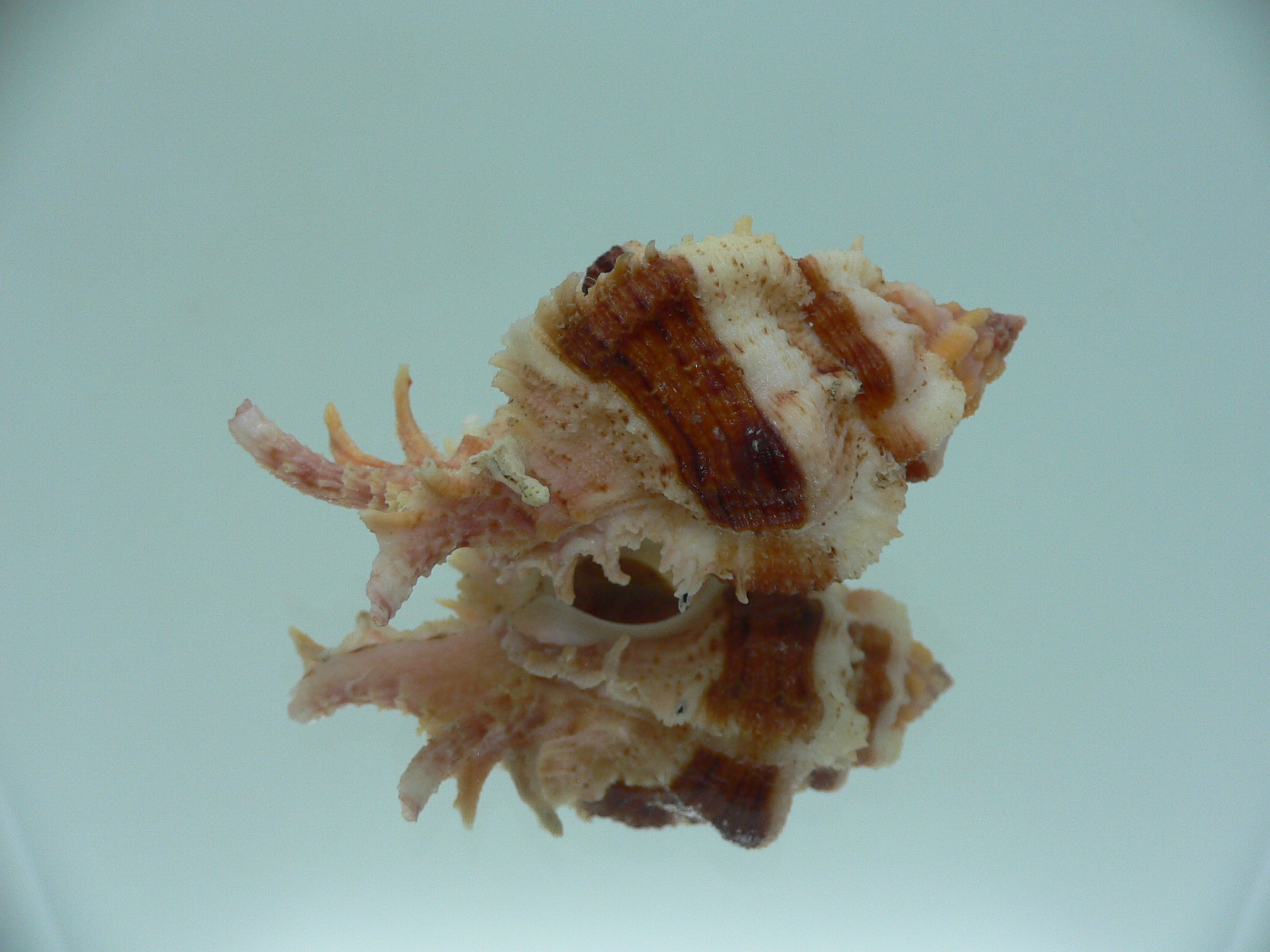 Chicomurex gloriosus BIG & BROWN STRIPEDS
