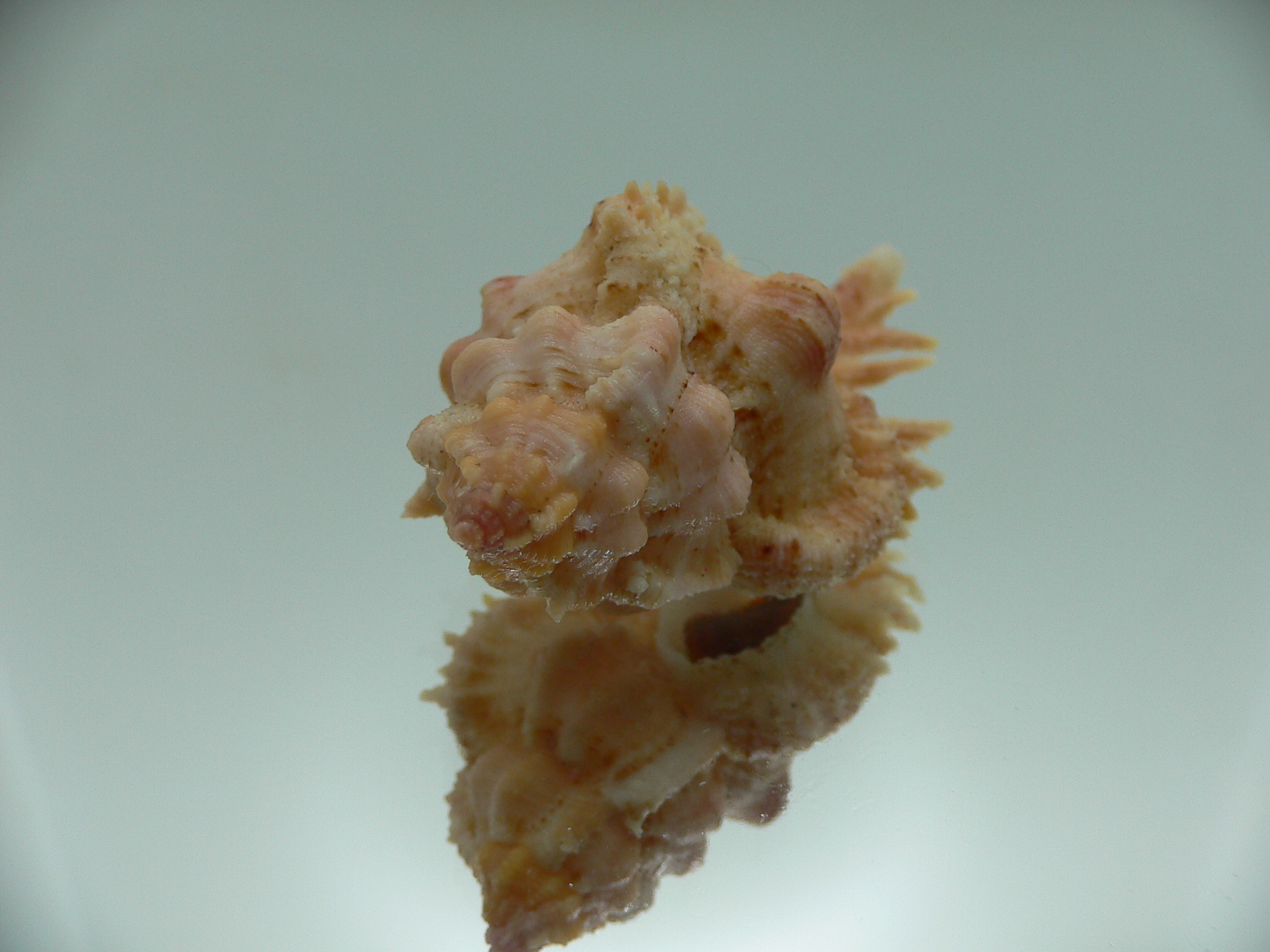 Chicomurex gloriosus BIG