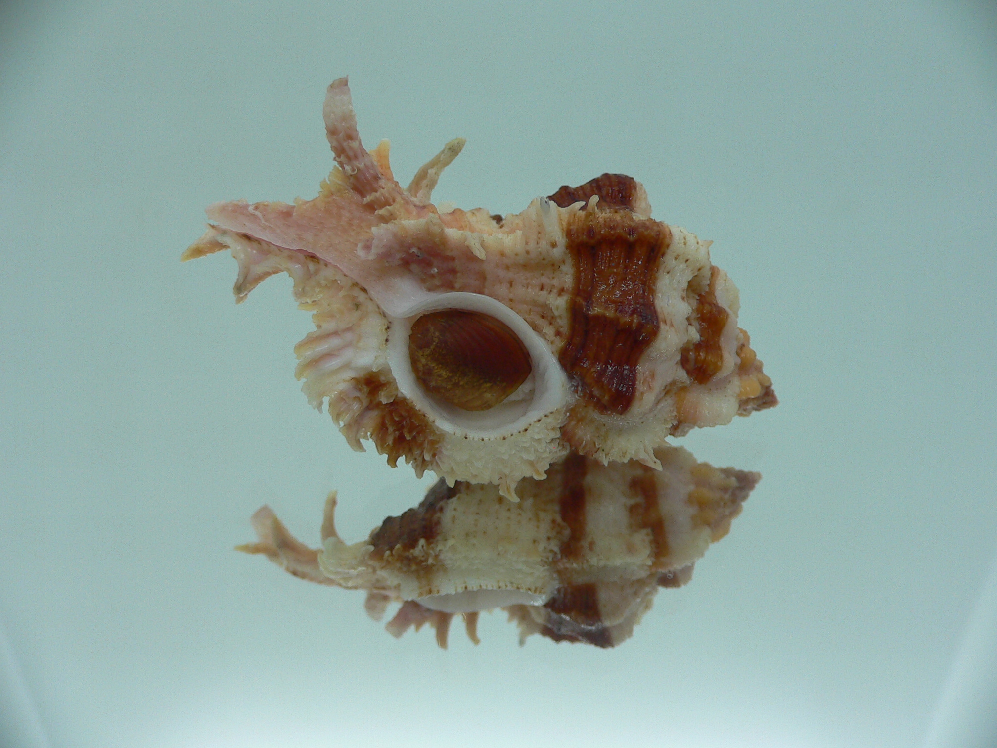 Chicomurex gloriosus BIG & BROWN STRIPEDS