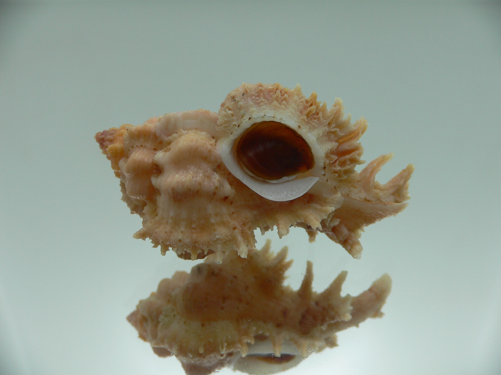 Chicomurex gloriosus BIG