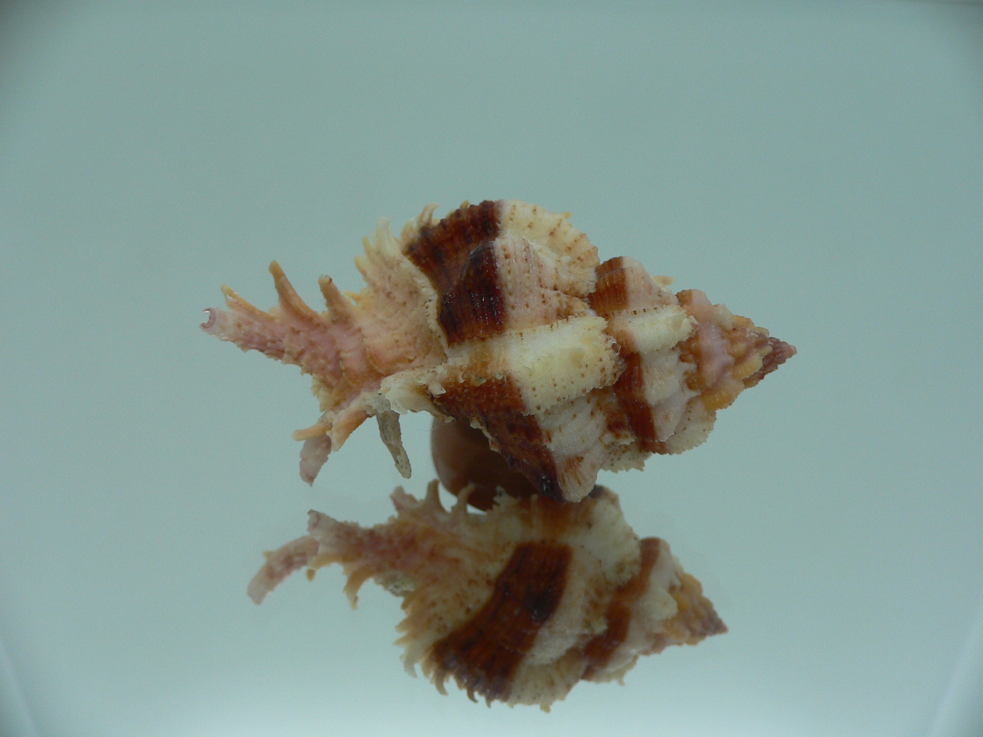 Chicomurex gloriosus BIG & BROWN STRIPEDS