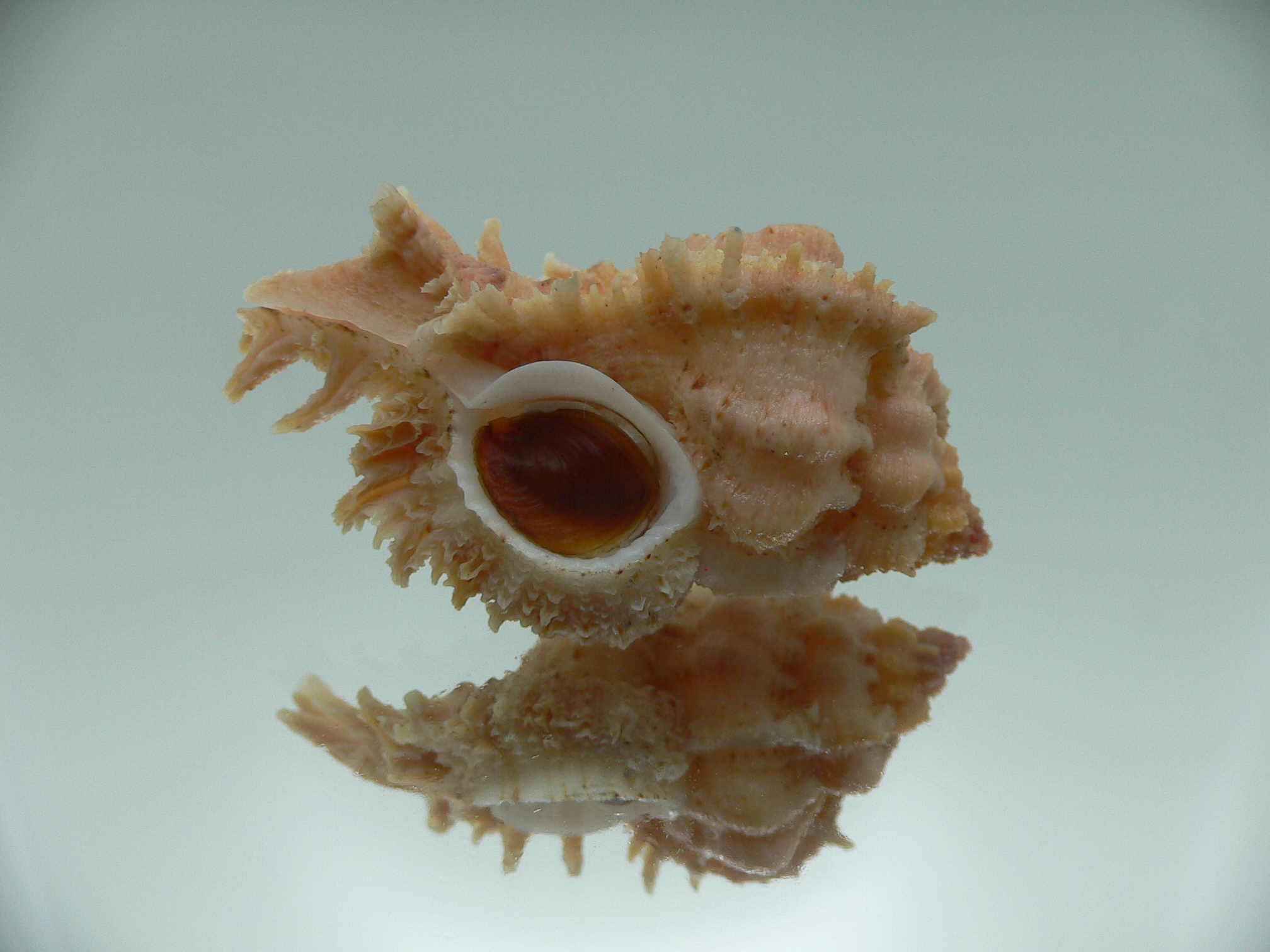 Chicomurex gloriosus BIG