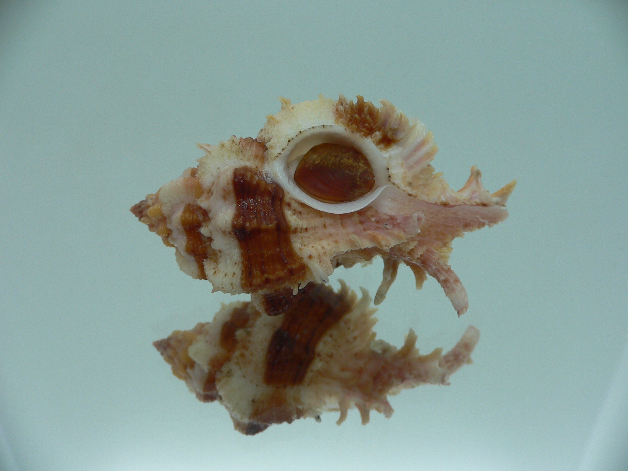 Chicomurex gloriosus BIG & BROWN STRIPEDS