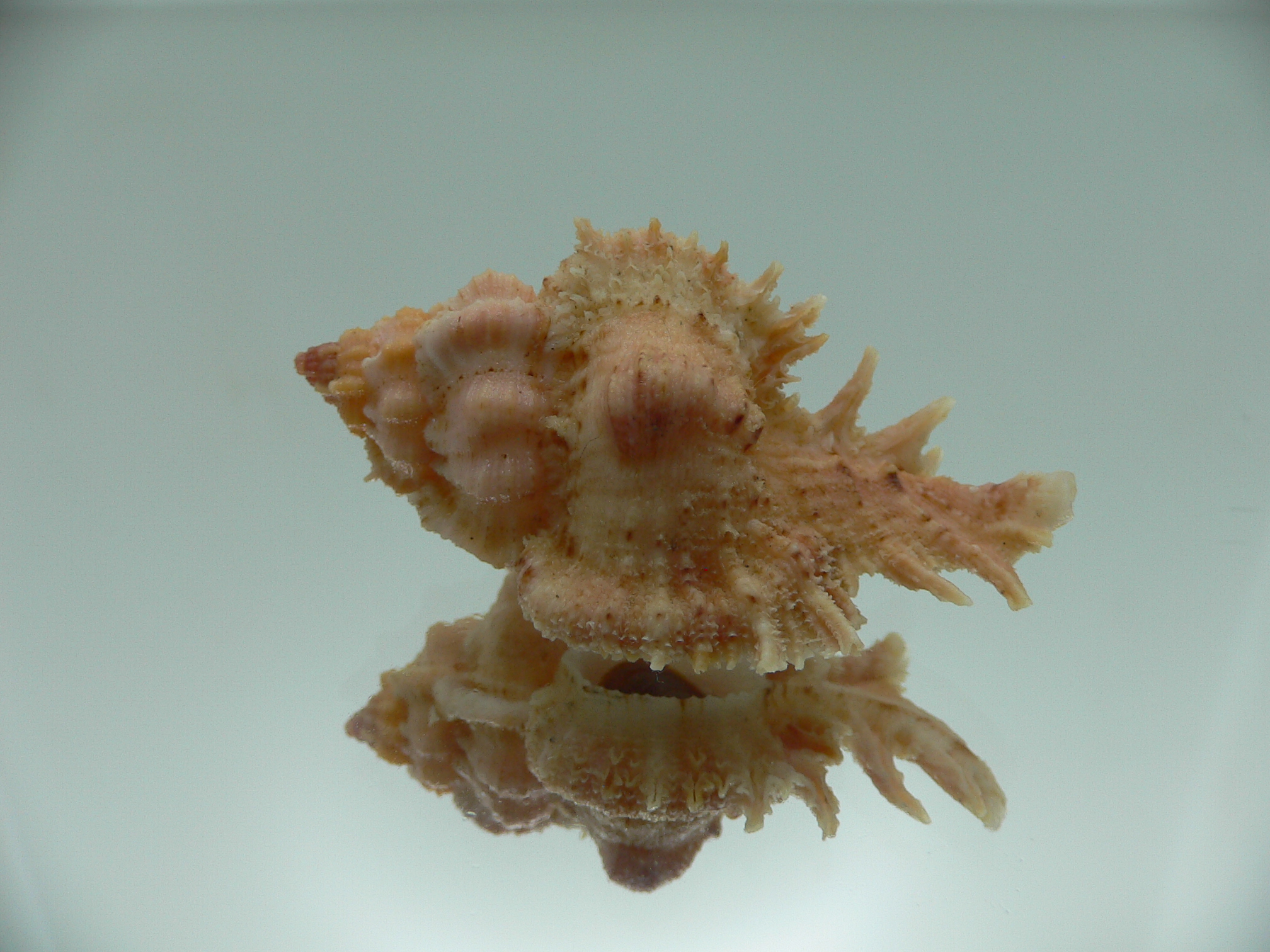 Chicomurex gloriosus BIG