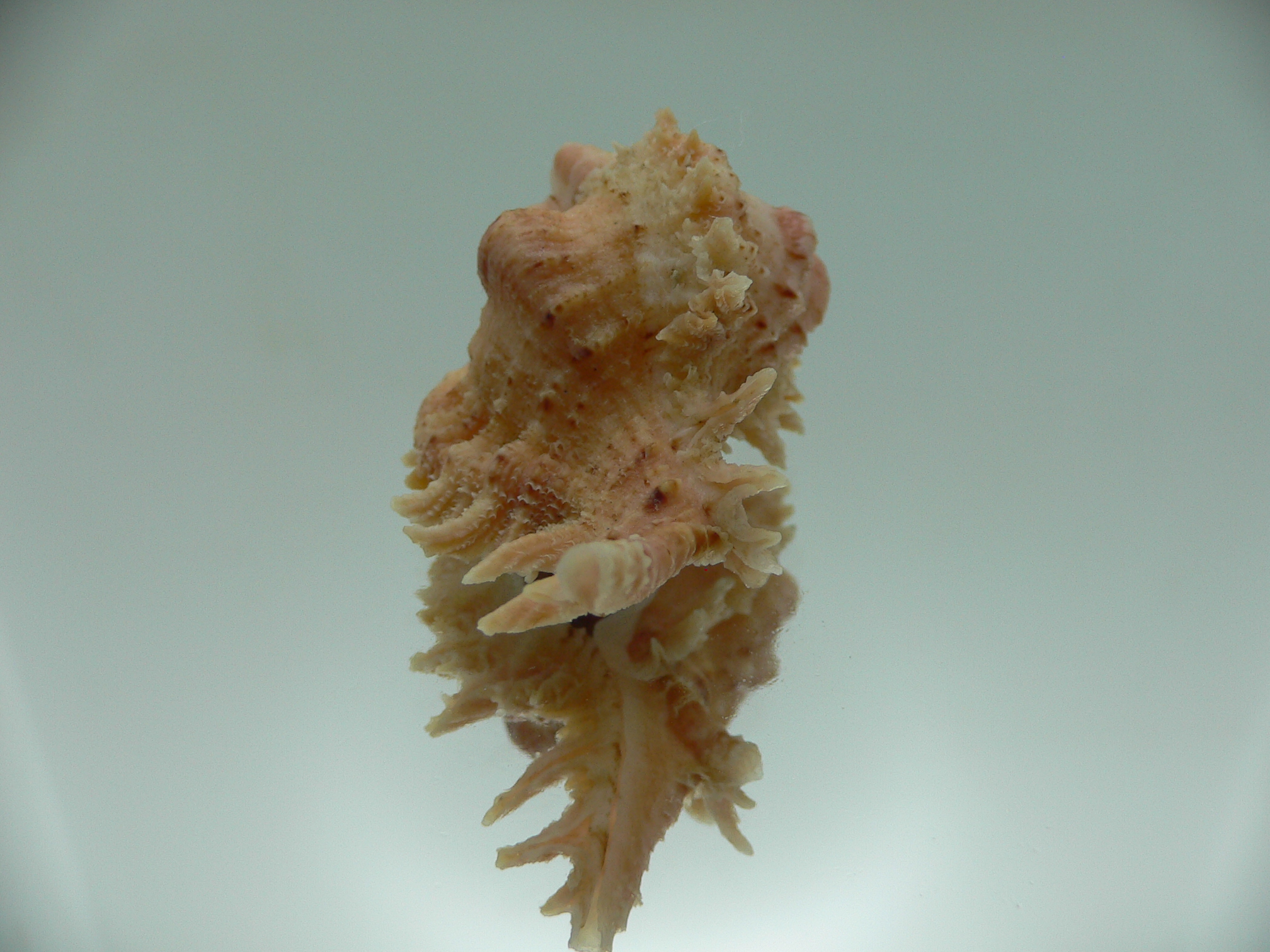 Chicomurex gloriosus BIG