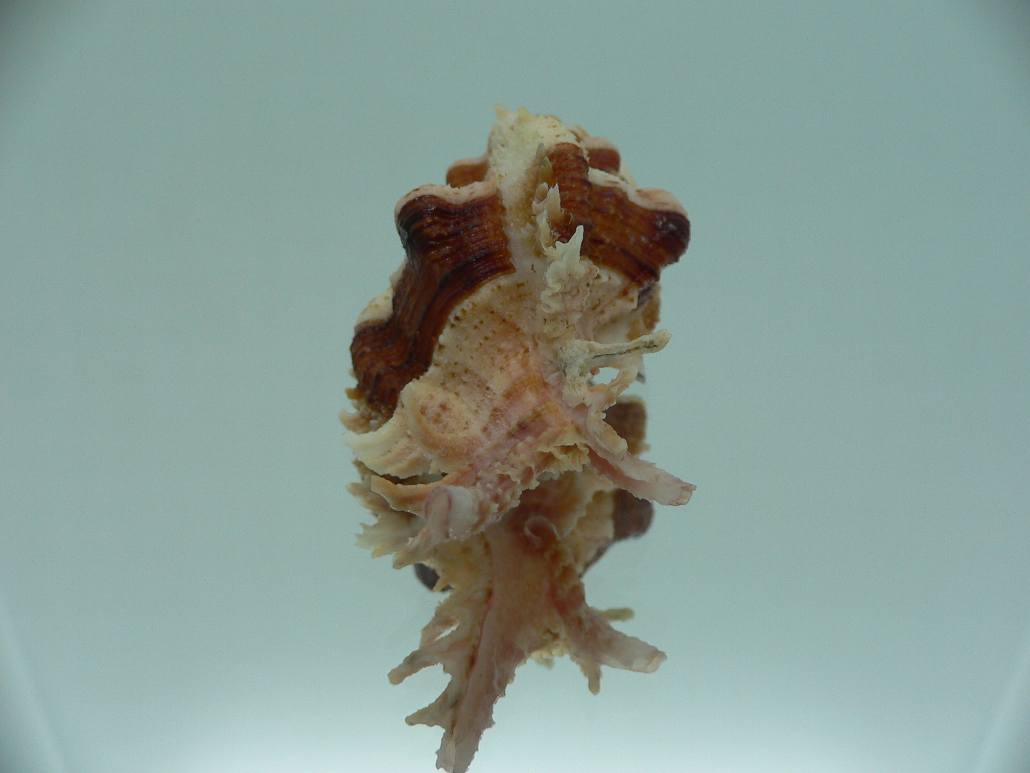 Chicomurex gloriosus BIG & BROWN STRIPEDS