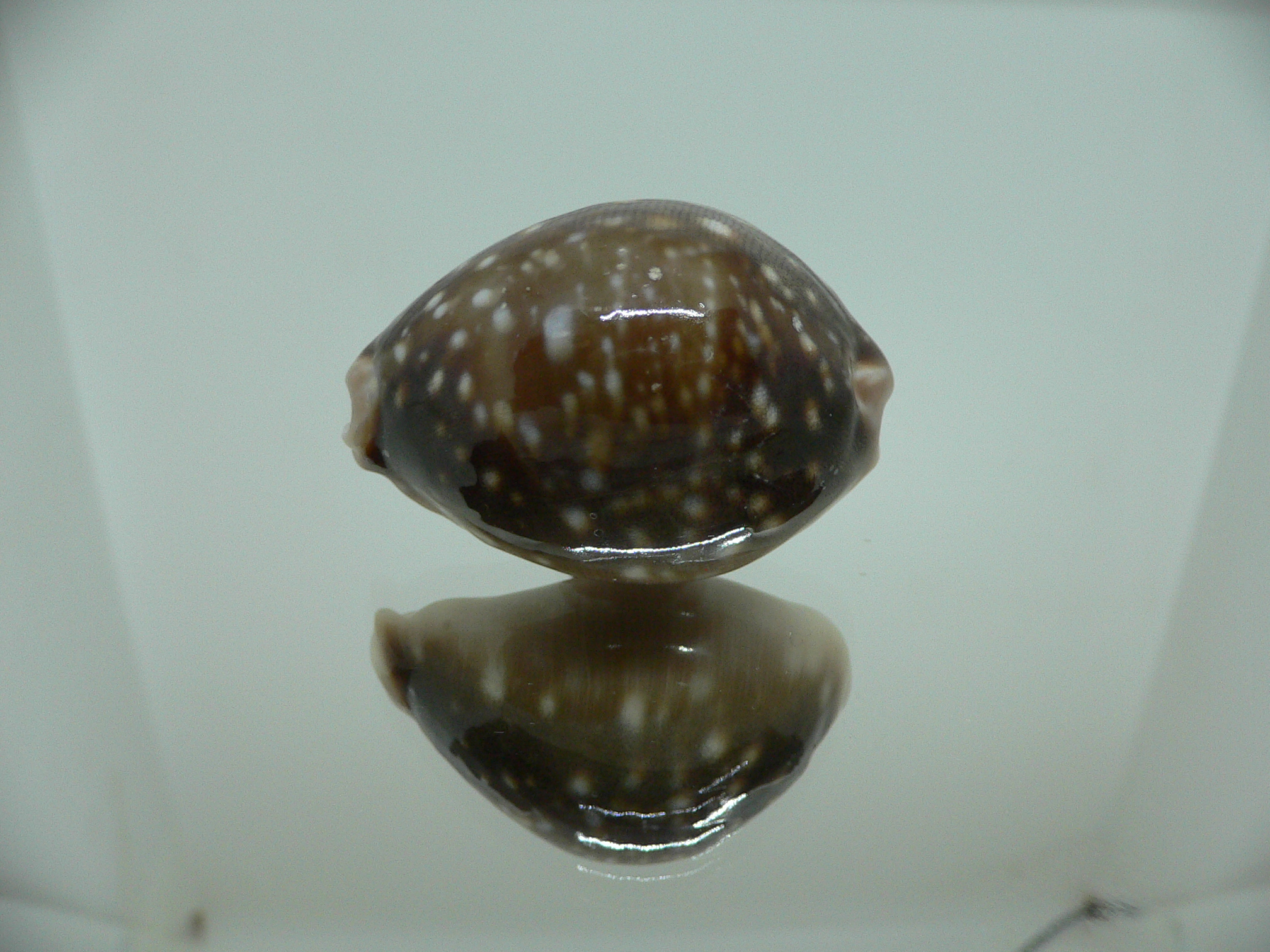 Cypraea vitellus SP. DARK, CALLOUSED, HEAVY