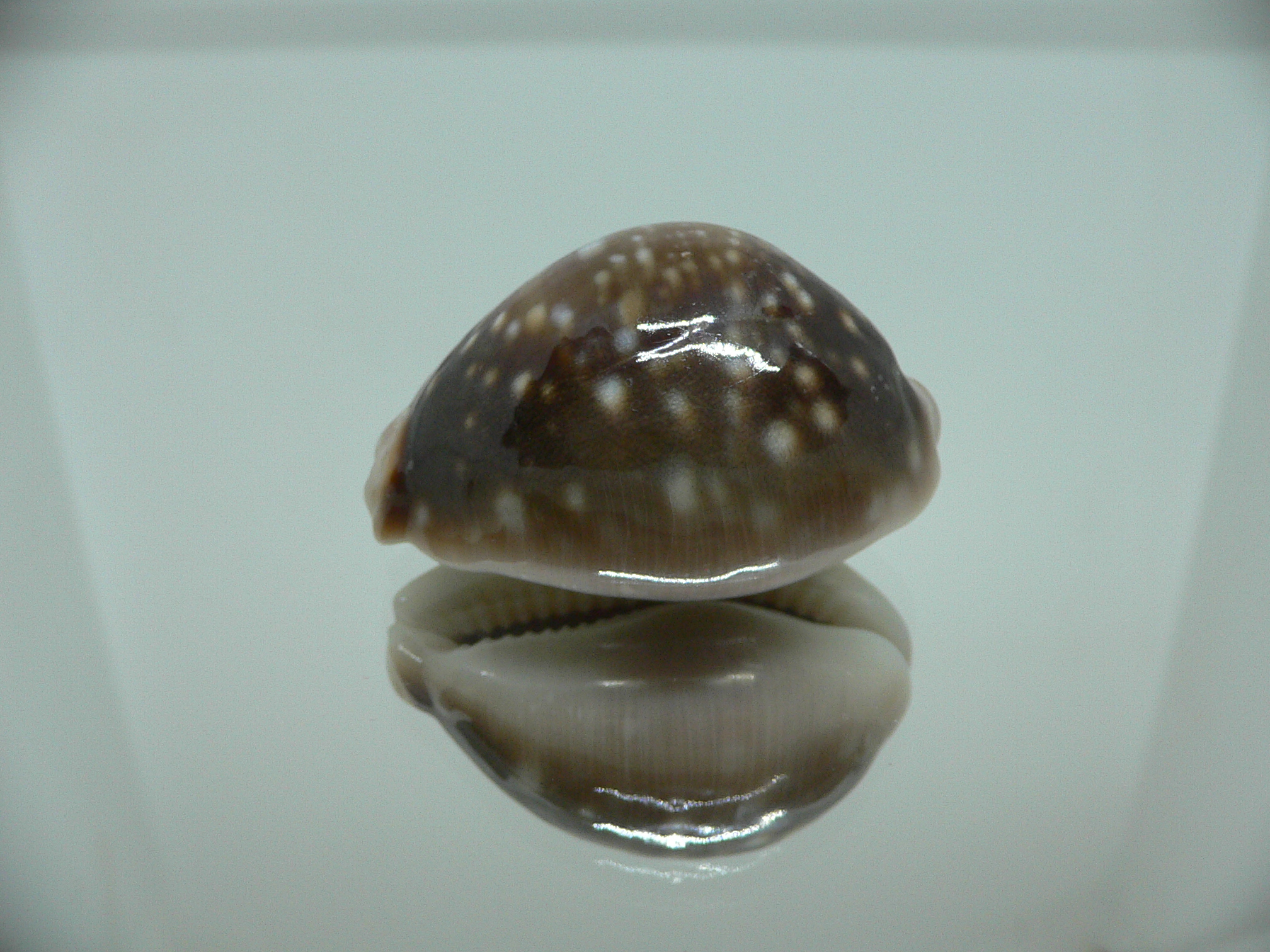 Cypraea vitellus SP. DARK, CALLOUSED, HEAVY