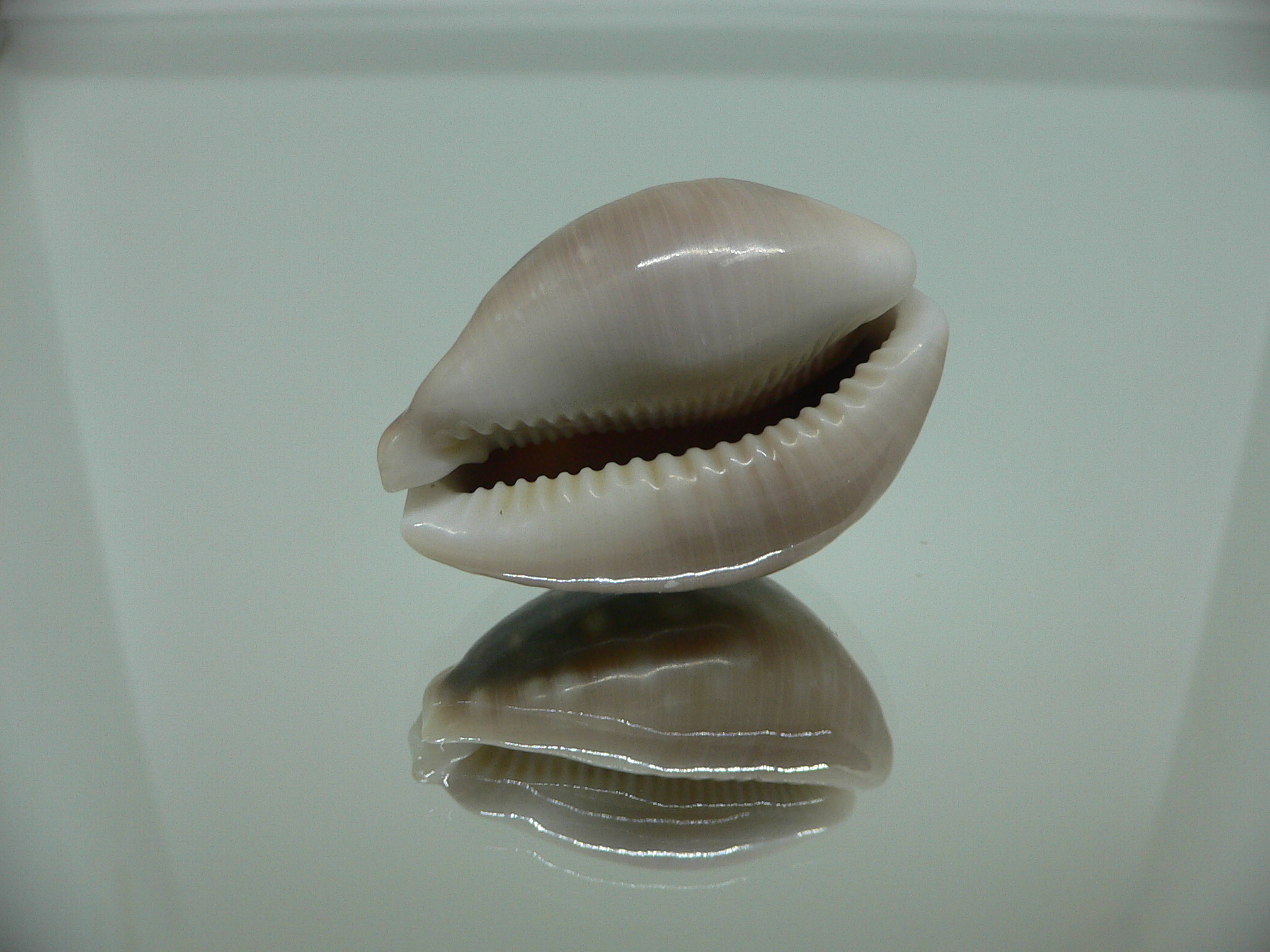 Cypraea vitellus SP. DARK, CALLOUSED, HEAVY