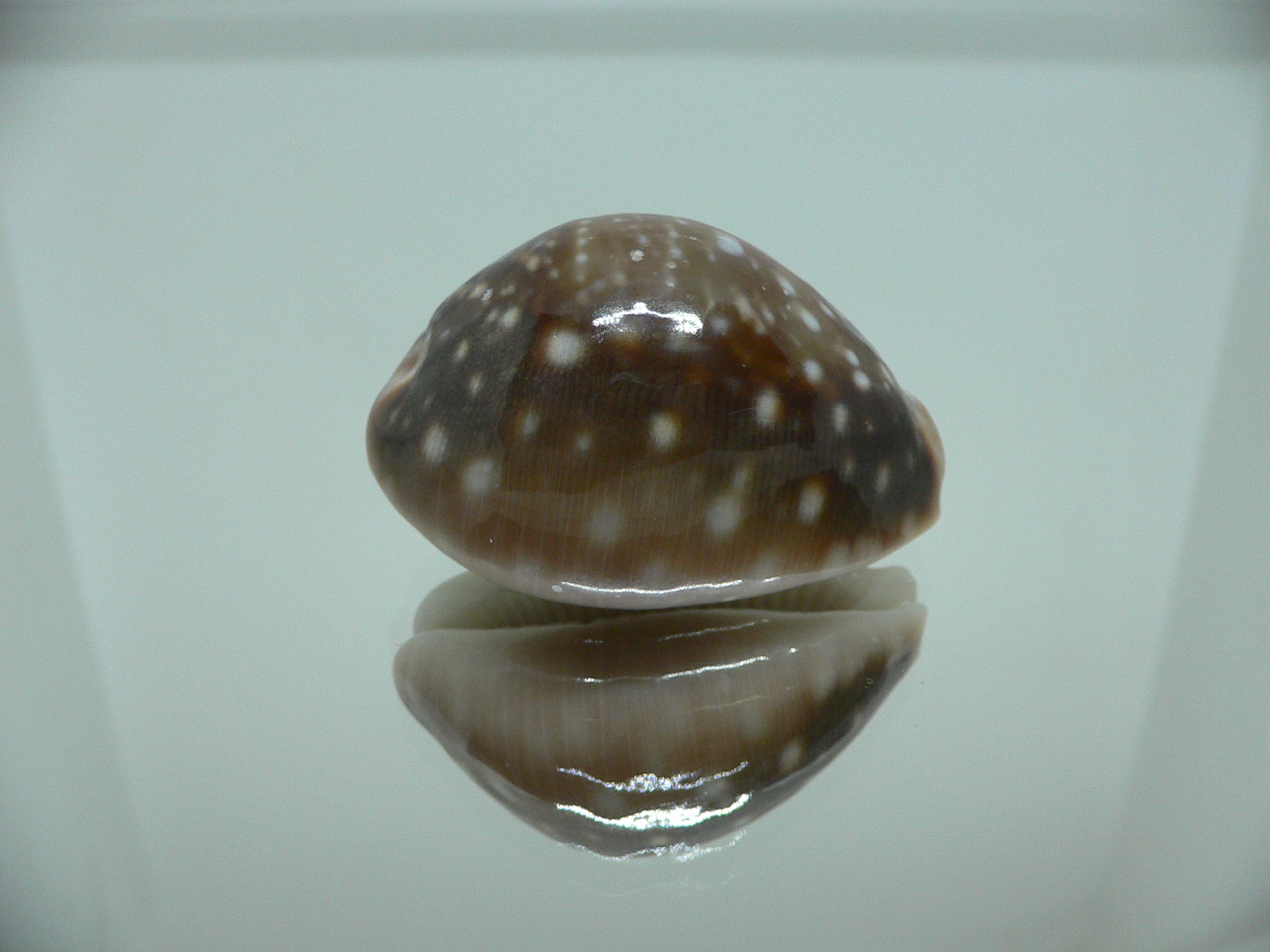 Cypraea vitellus SP. DARK, CALLOUSED, HEAVY