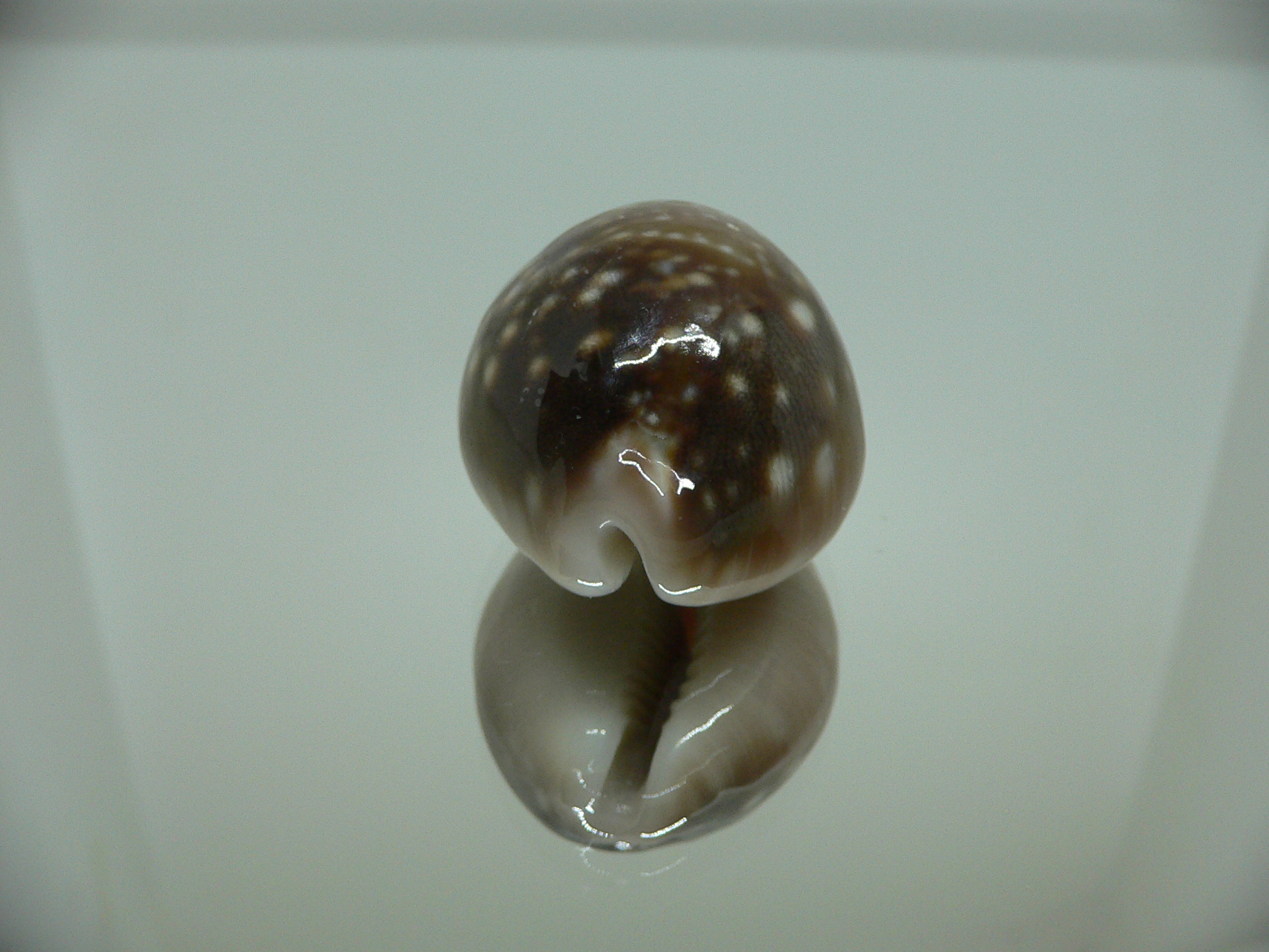 Cypraea vitellus SP. DARK, CALLOUSED, HEAVY