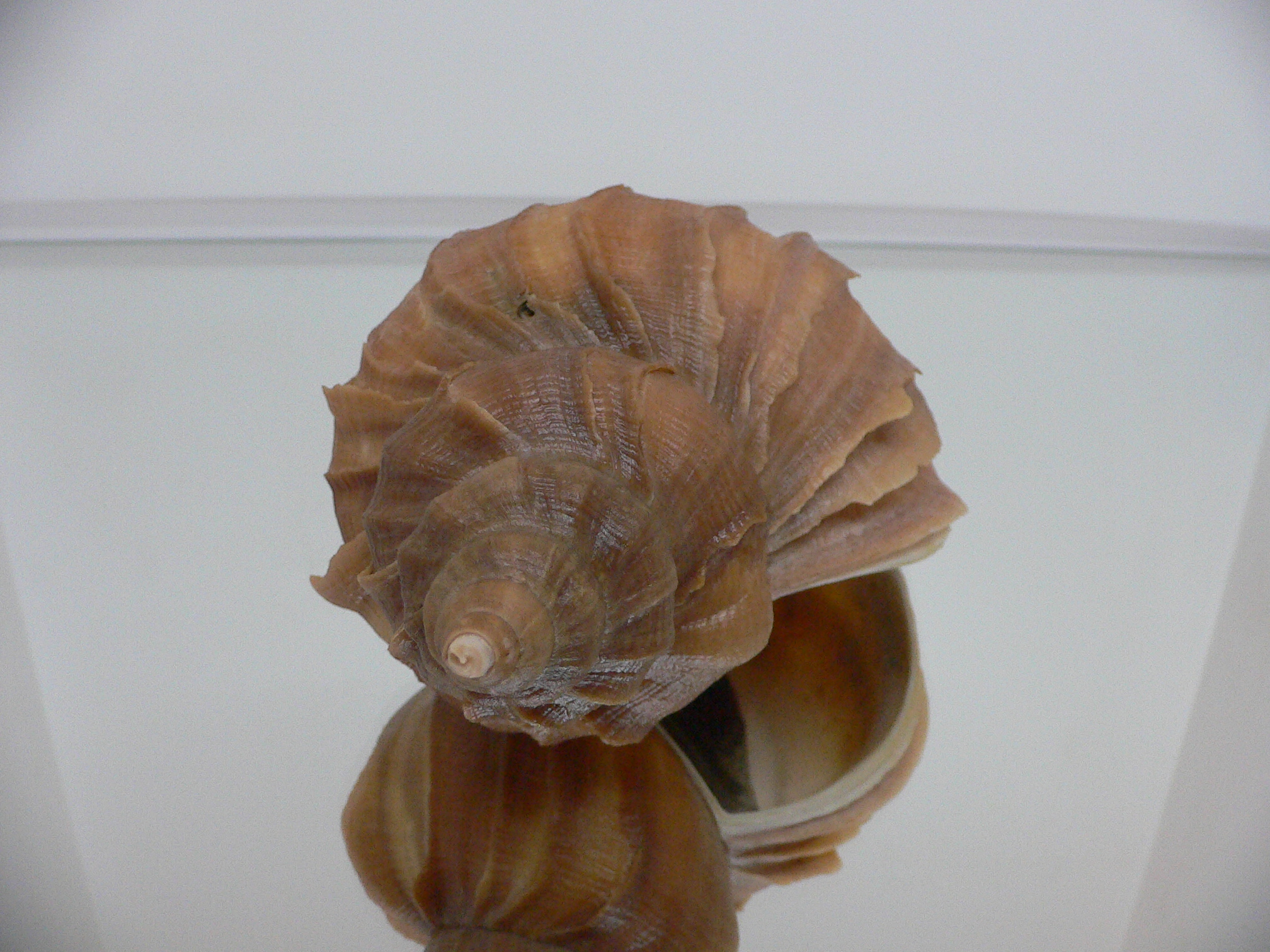 Neptunea constricta UNUSUAL, LIP