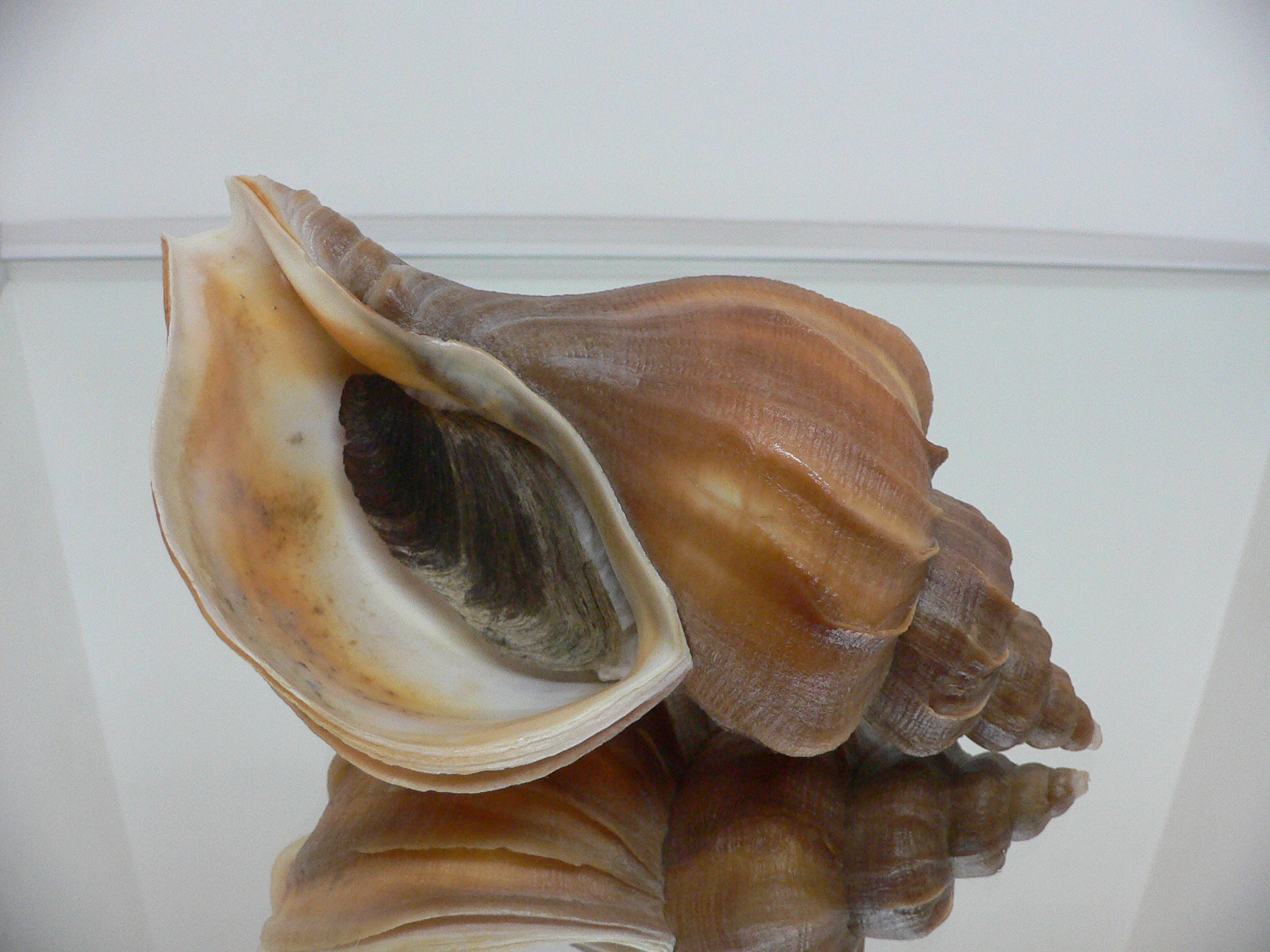 Neptunea constricta UNUSUAL, LIP