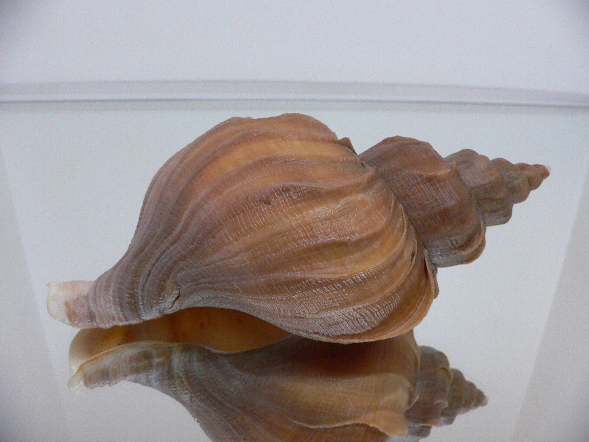 Neptunea constricta UNUSUAL, LIP