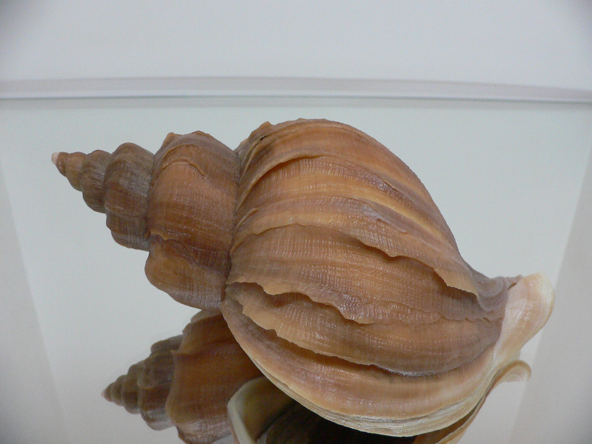 Neptunea constricta UNUSUAL, LIP