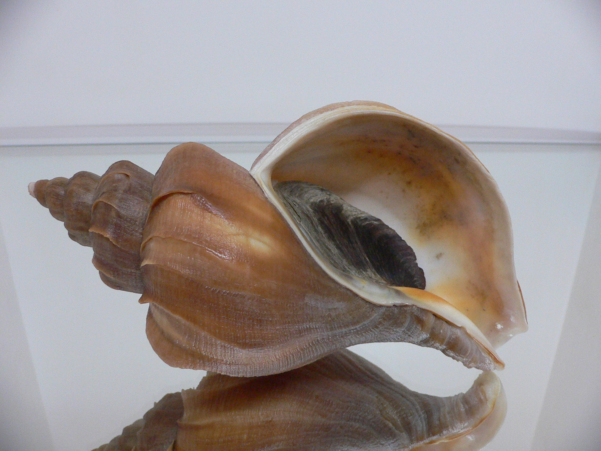 Neptunea constricta UNUSUAL, LIP