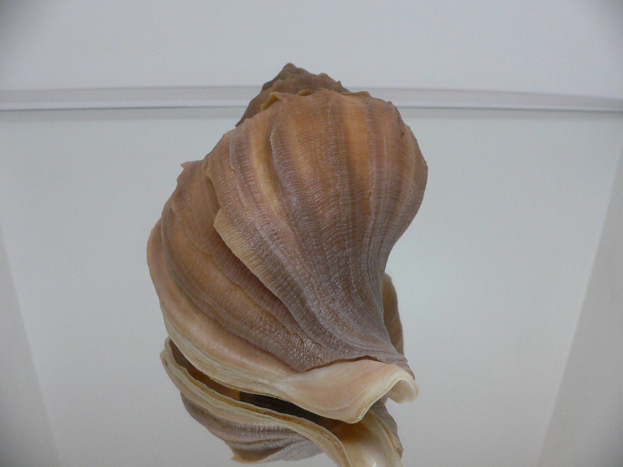 Neptunea constricta UNUSUAL, LIP