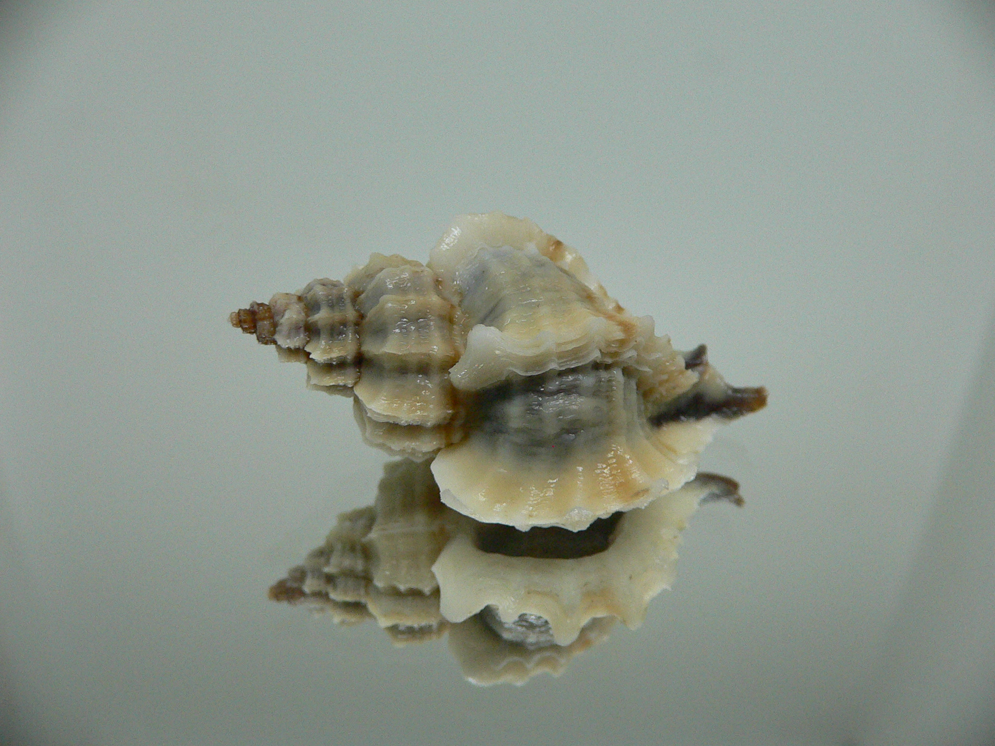 Ocenebra inornata endermonis (var.) WINGED GIANT