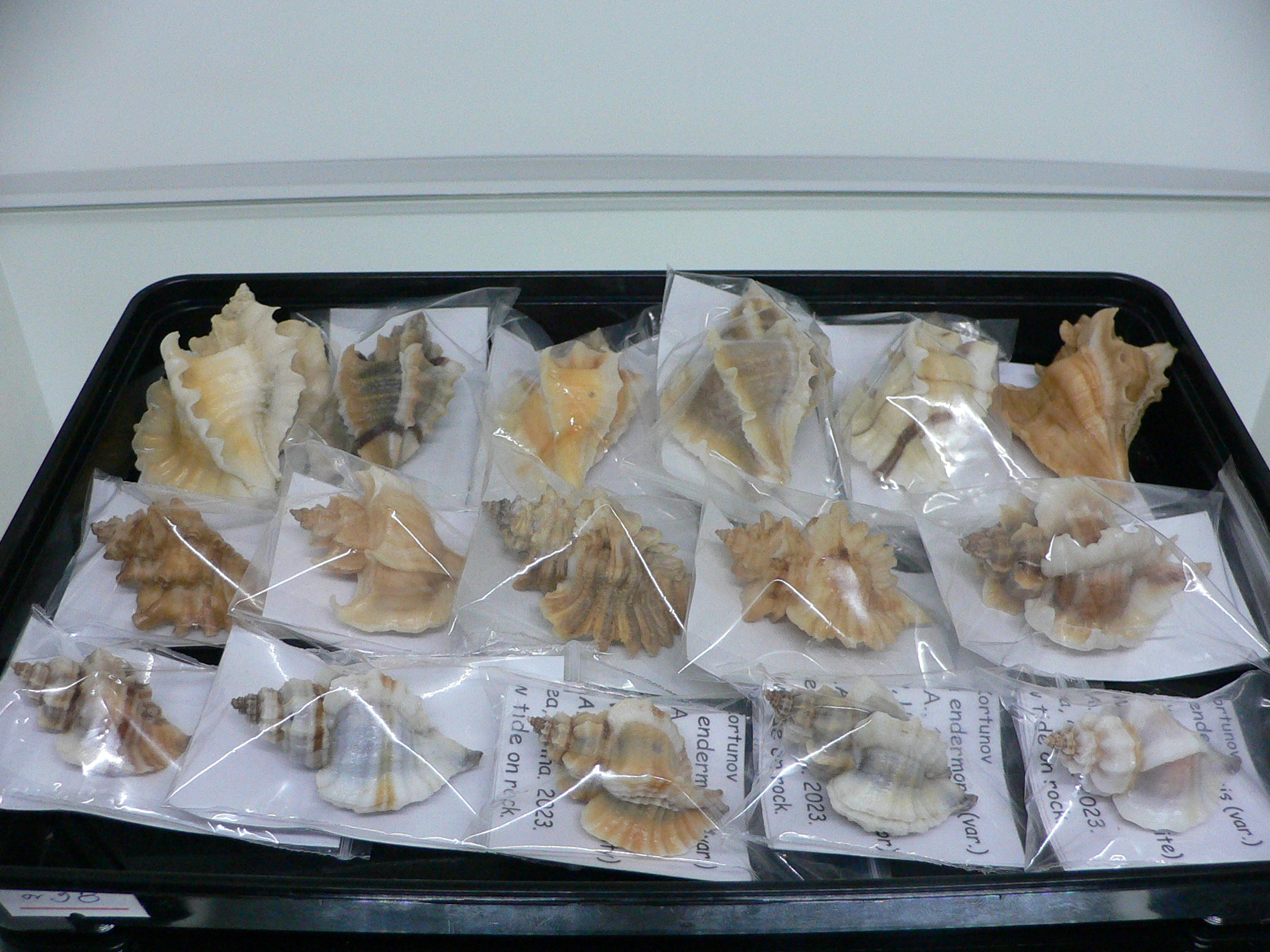 Ocenebra inornata endermonis (var.) WINGED GIANT