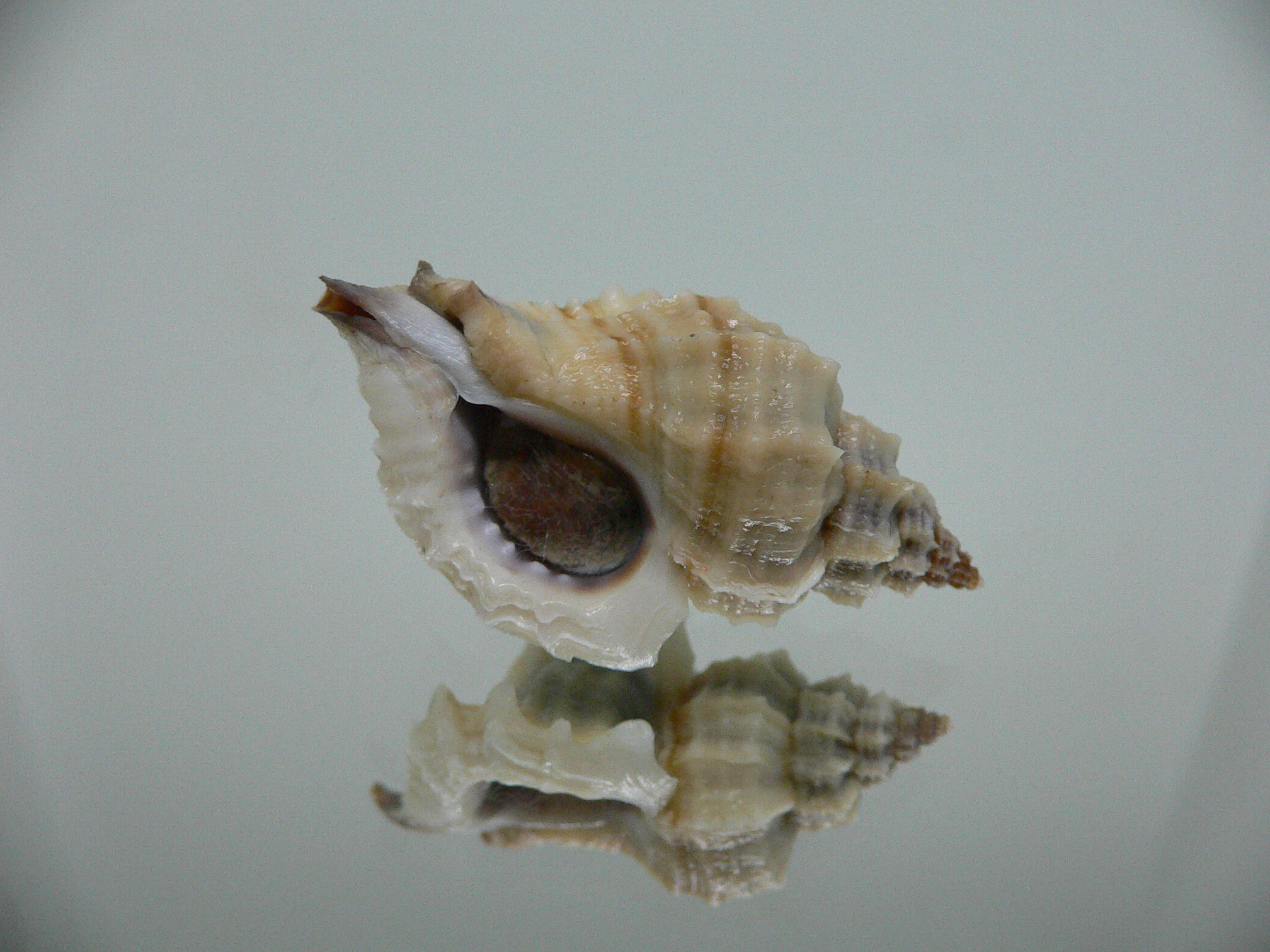 Ocenebra inornata endermonis (var.) WINGED GIANT