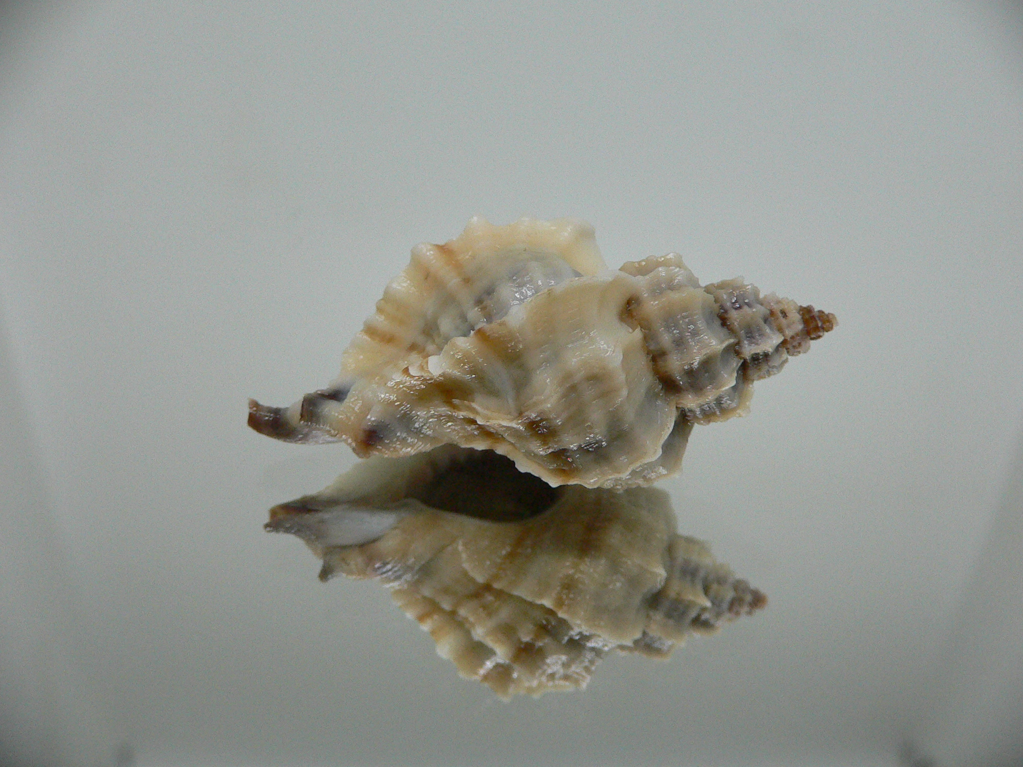 Ocenebra inornata endermonis (var.) WINGED GIANT