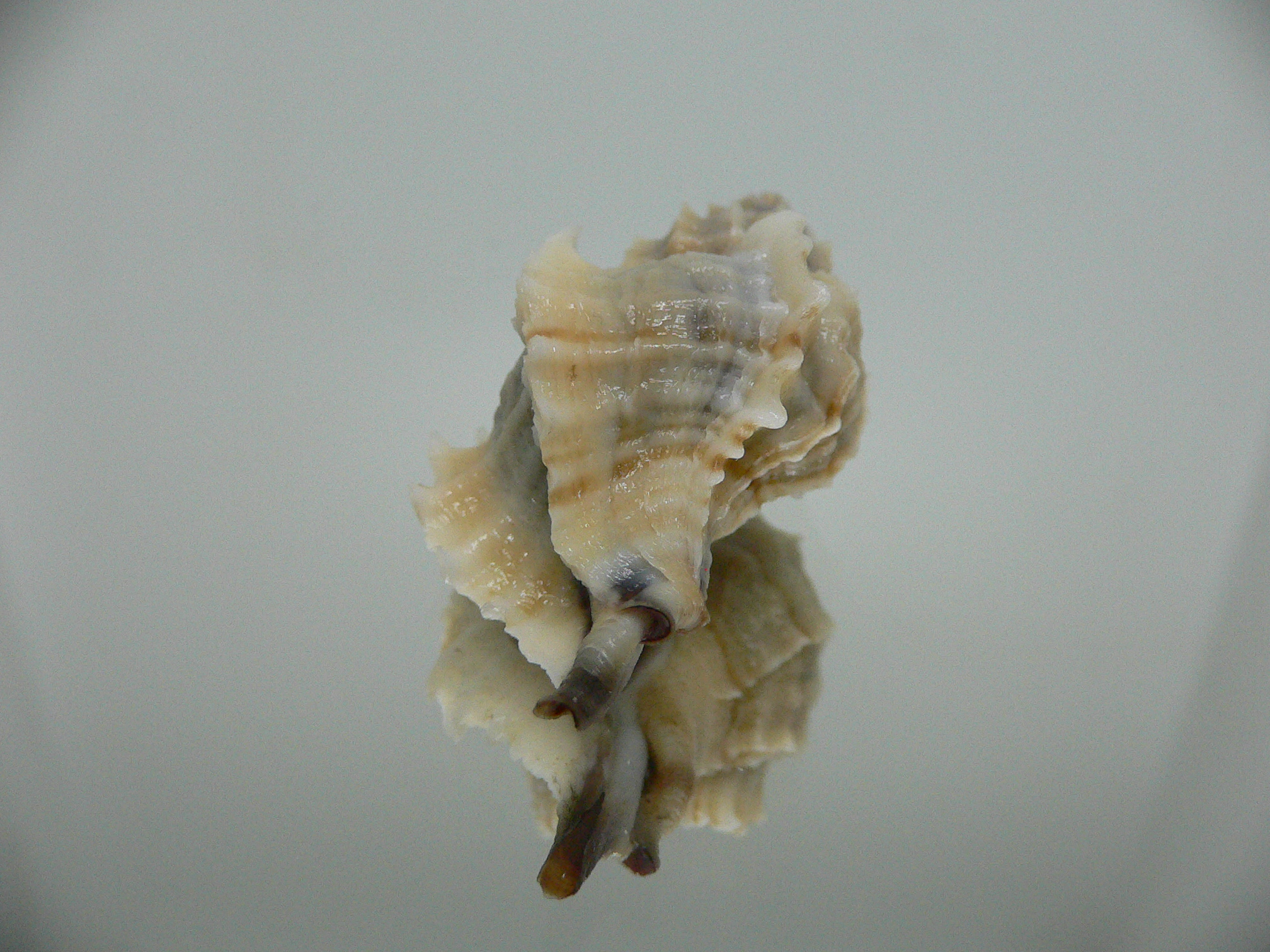 Ocenebra inornata endermonis (var.) WINGED GIANT