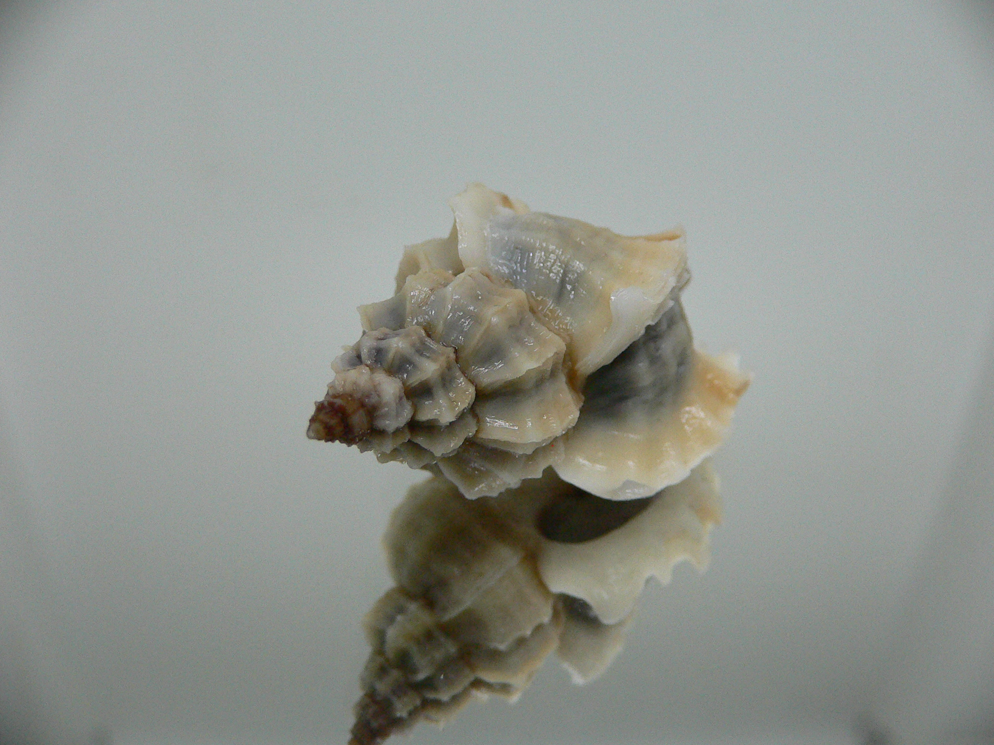 Ocenebra inornata endermonis (var.) WINGED GIANT