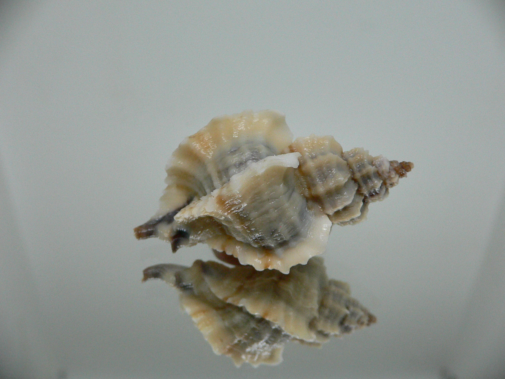 Ocenebra inornata endermonis (var.) WINGED GIANT