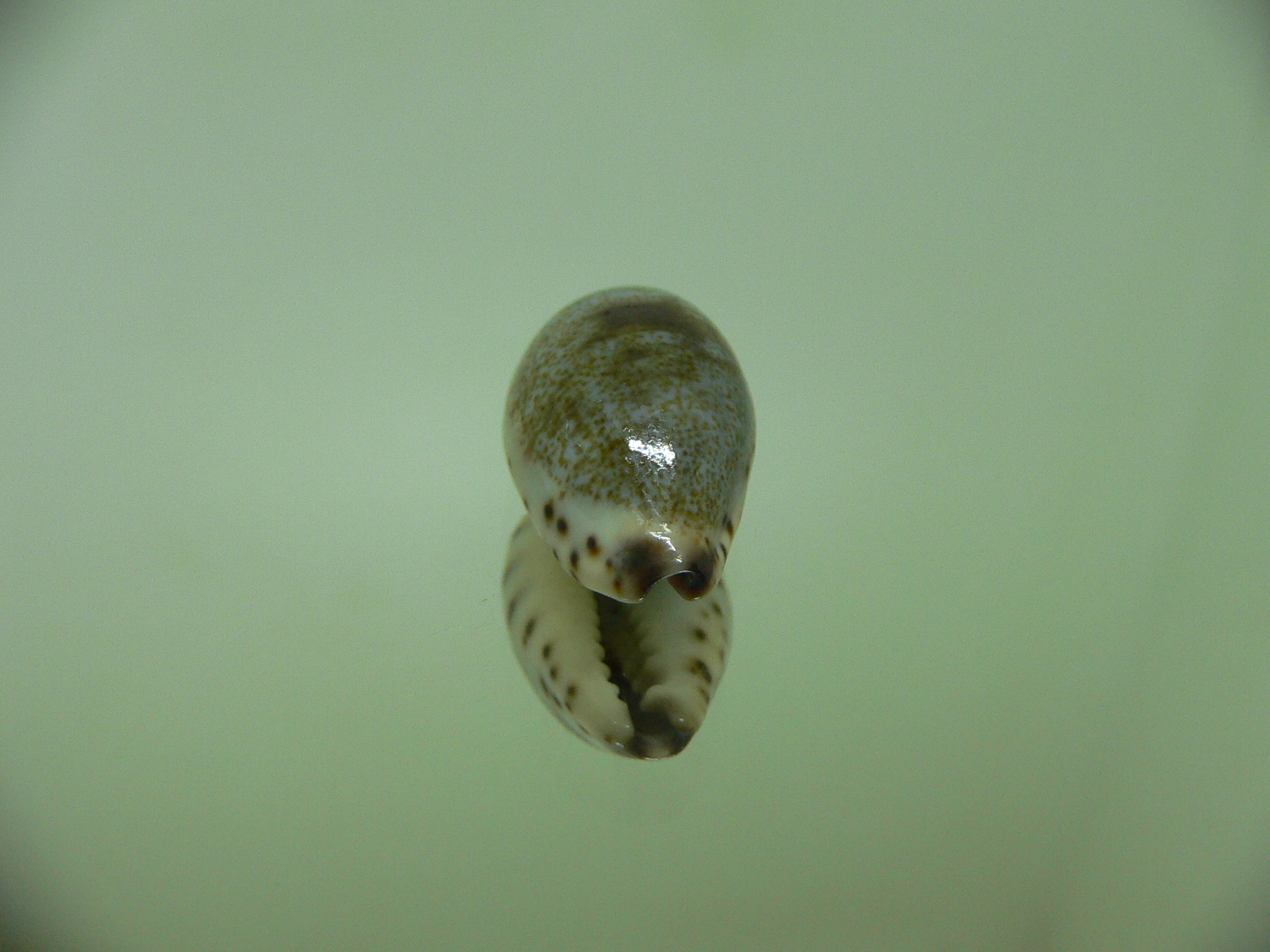 Cypraea gracilis gracilis CONTRASTING