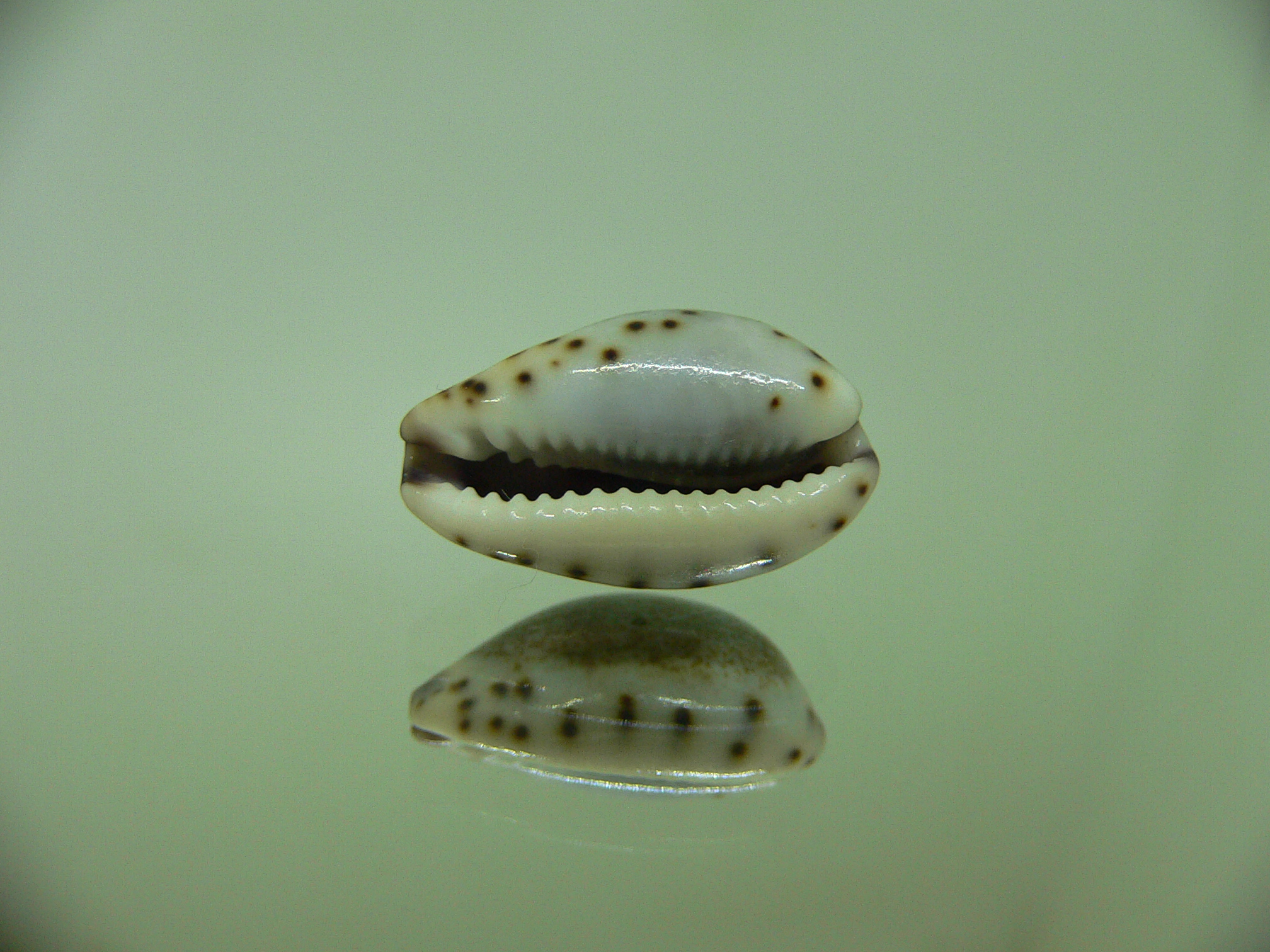 Cypraea gracilis gracilis CONTRASTING