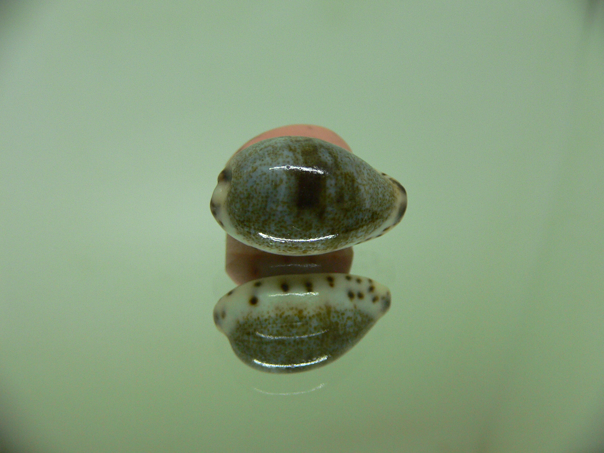 Cypraea gracilis gracilis CONTRASTING