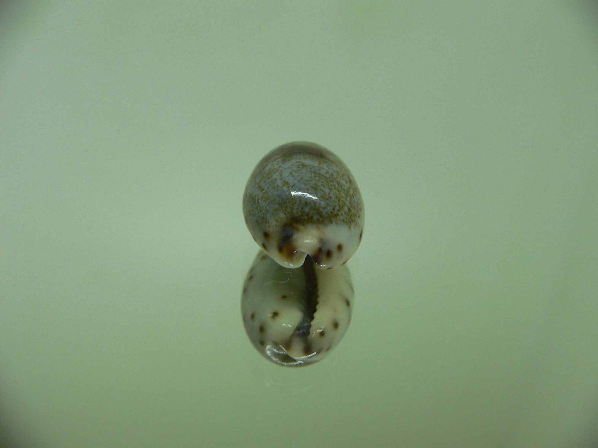 Cypraea gracilis gracilis CONTRASTING